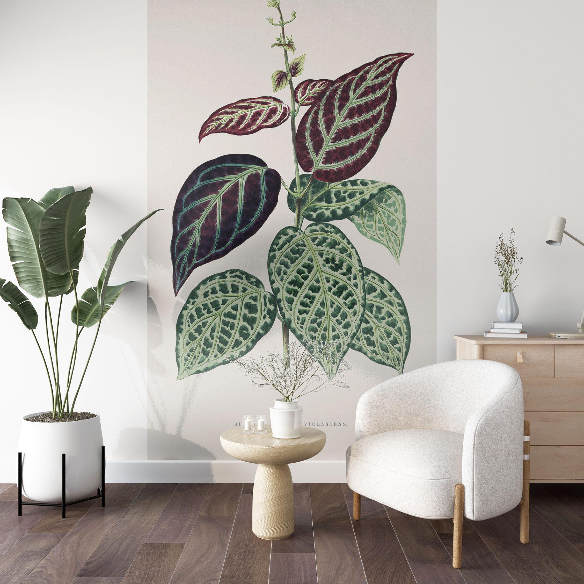 Fototapet Illustration af blade - Bignonia Argyro Violascea