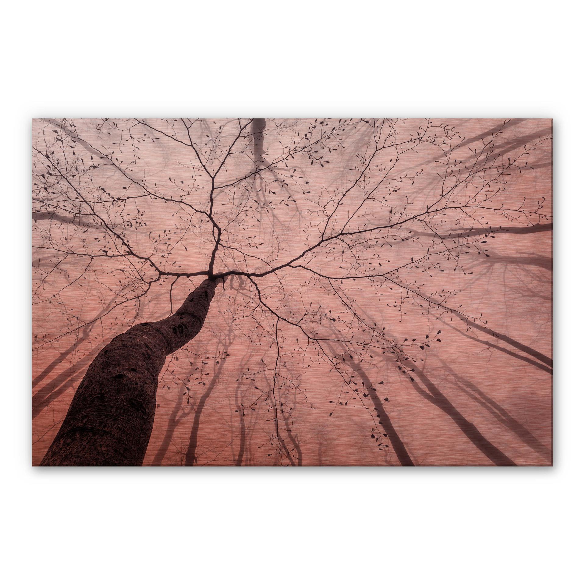 Tableau en Alu-Dibond Pavlasek effet cuivré - Vers la cime des arbres