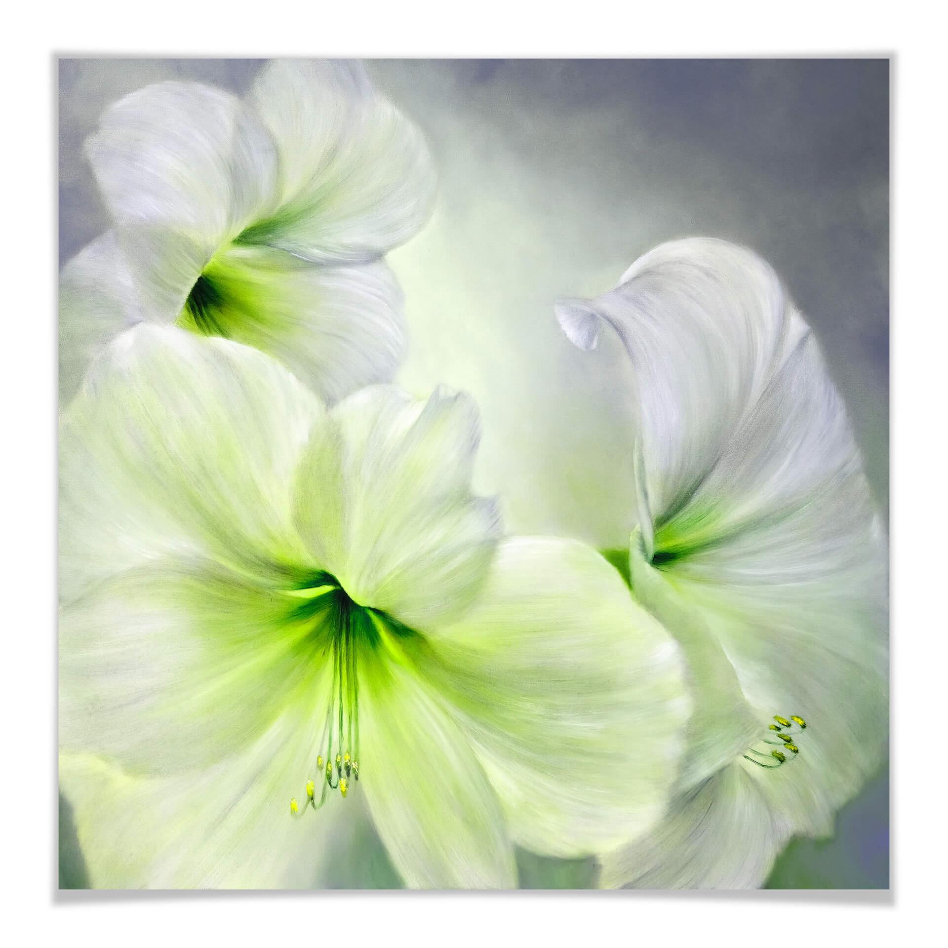 Poster Schmucker - Vit amaryllis