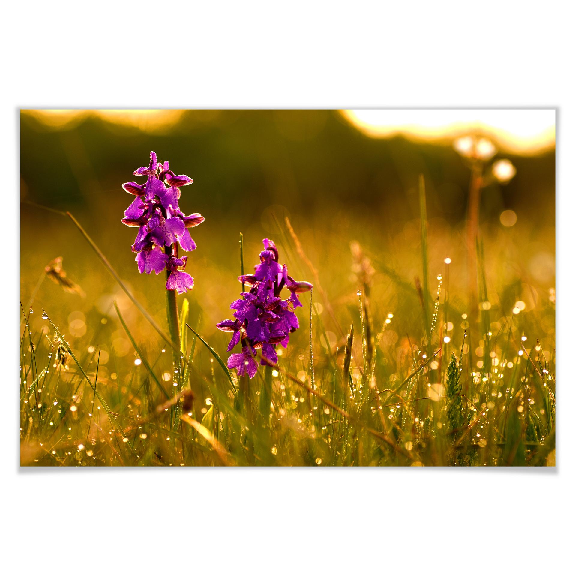 Poster - Fleurs lors de la rosée matinale