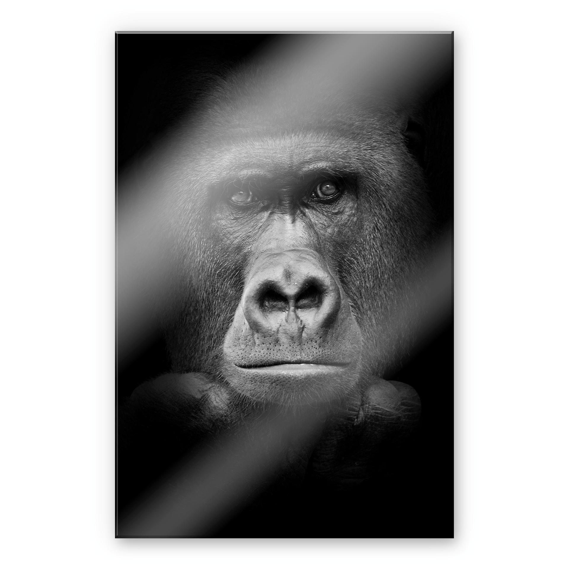 Akrylbillede Gorilla