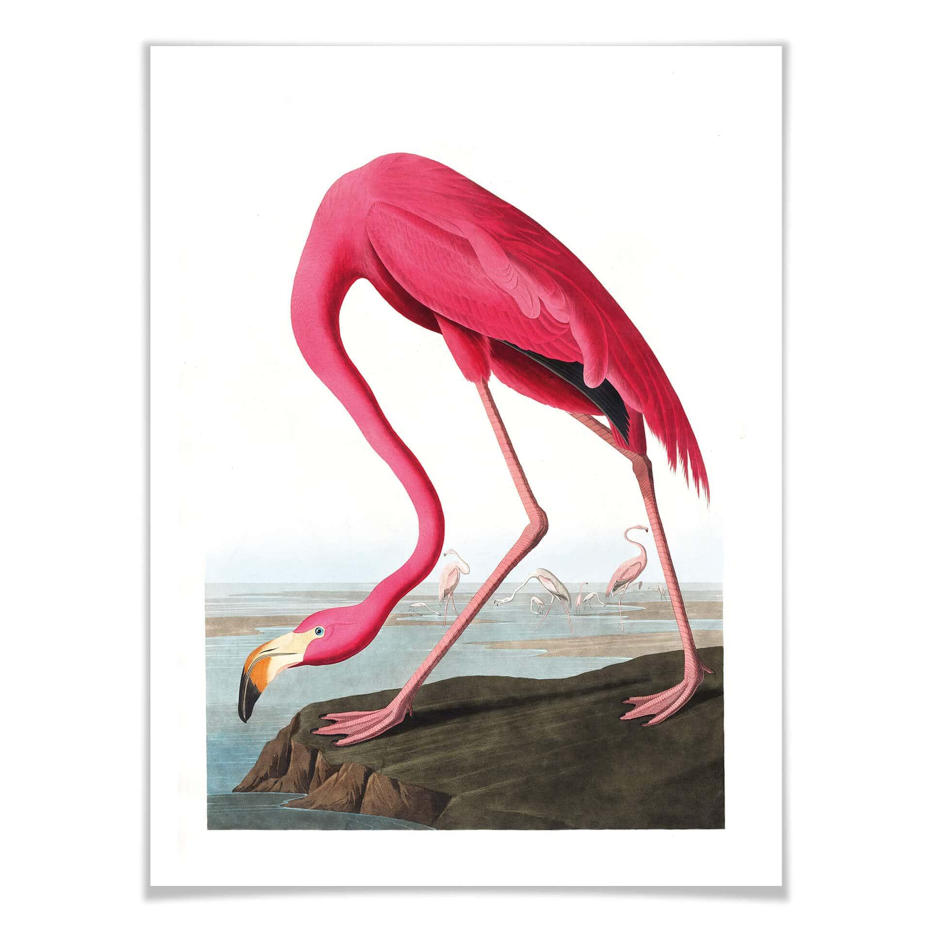 Póster Flamenco rosa