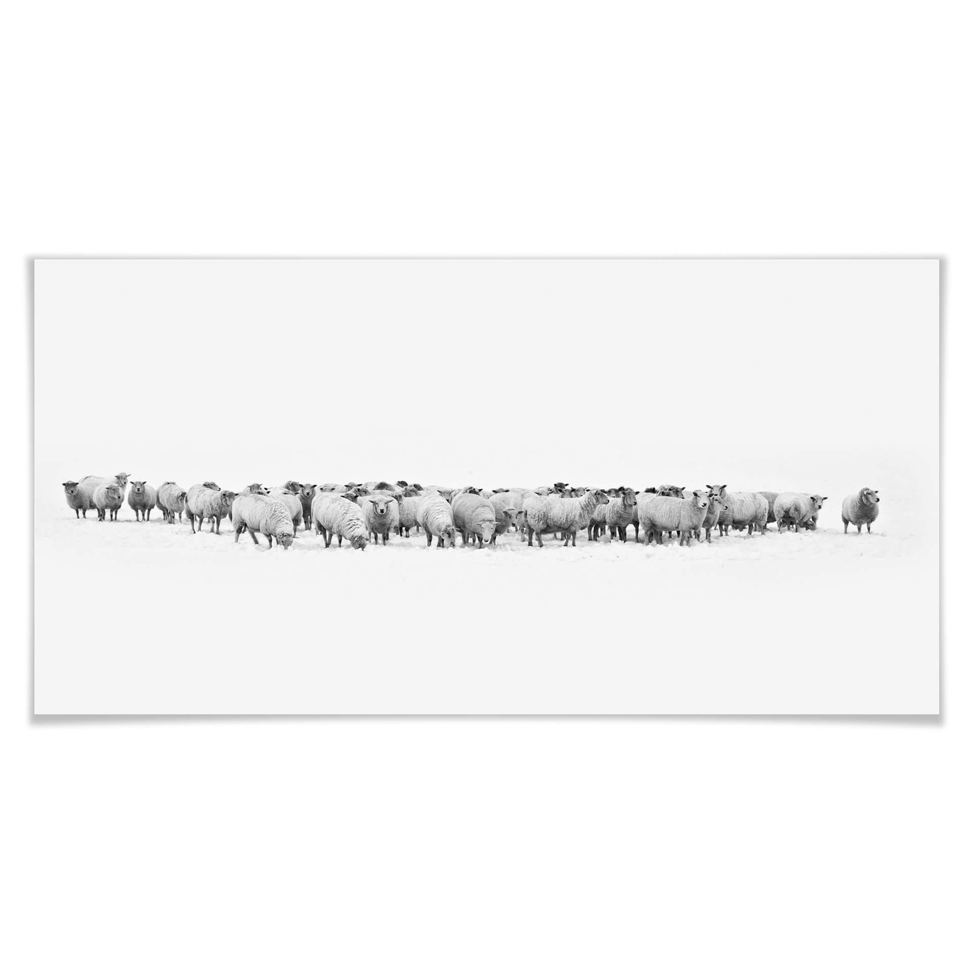 Póster Rebaño de ovejas - Panorama