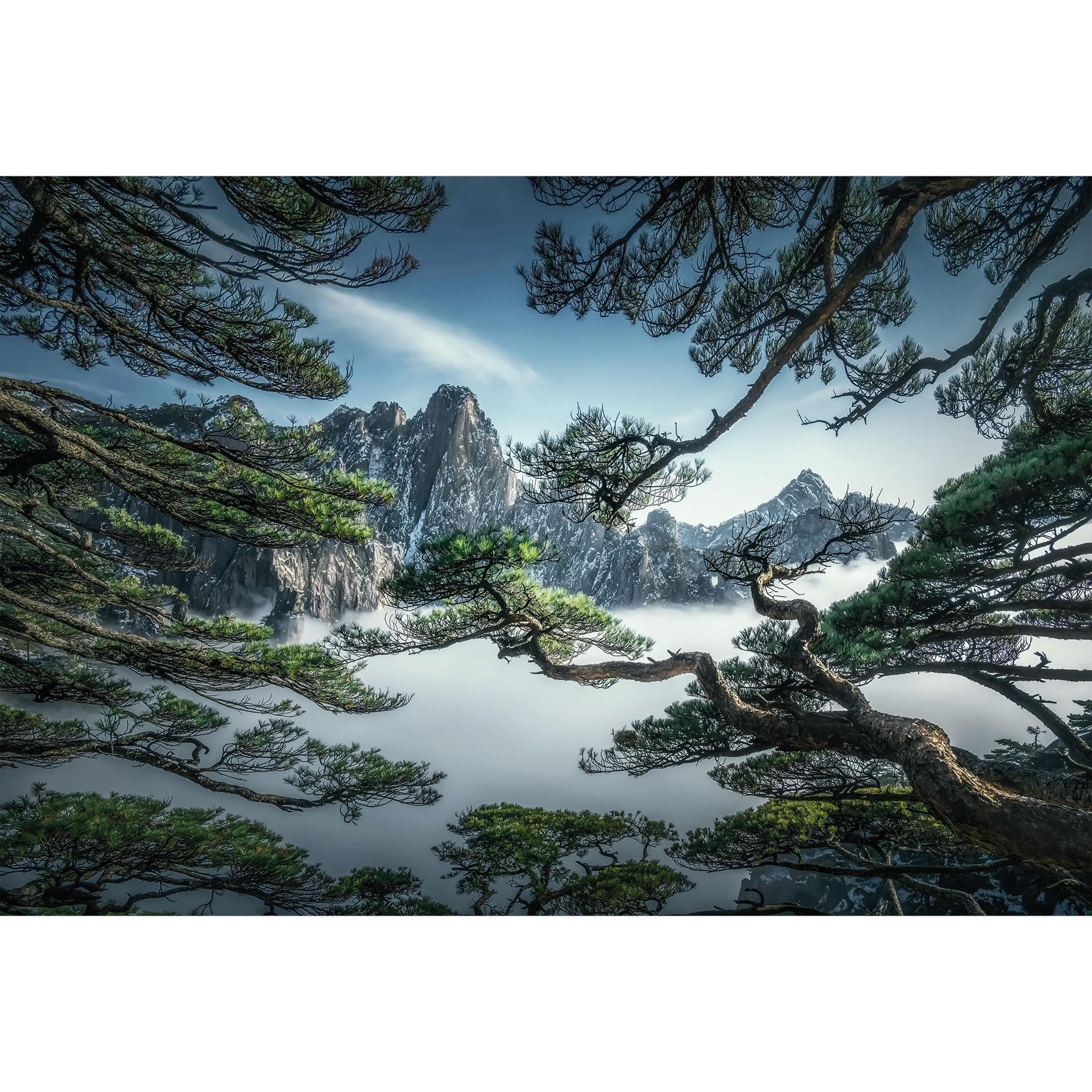 Fotobehang dennenbos in het Huang Shan-gebergte - NingYun Ye