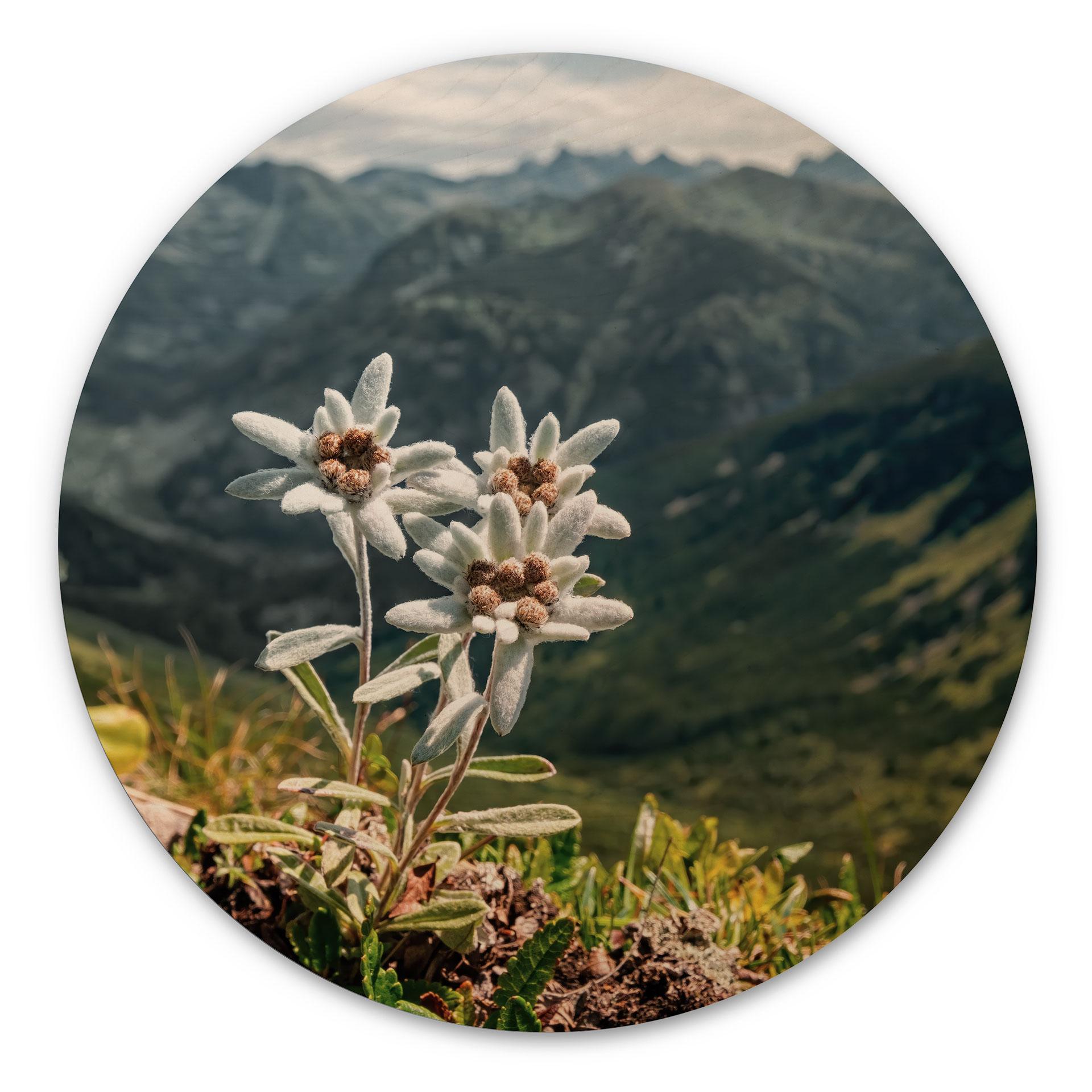 Væg cirkel træ Hvid alpin edelweiss på bjerget