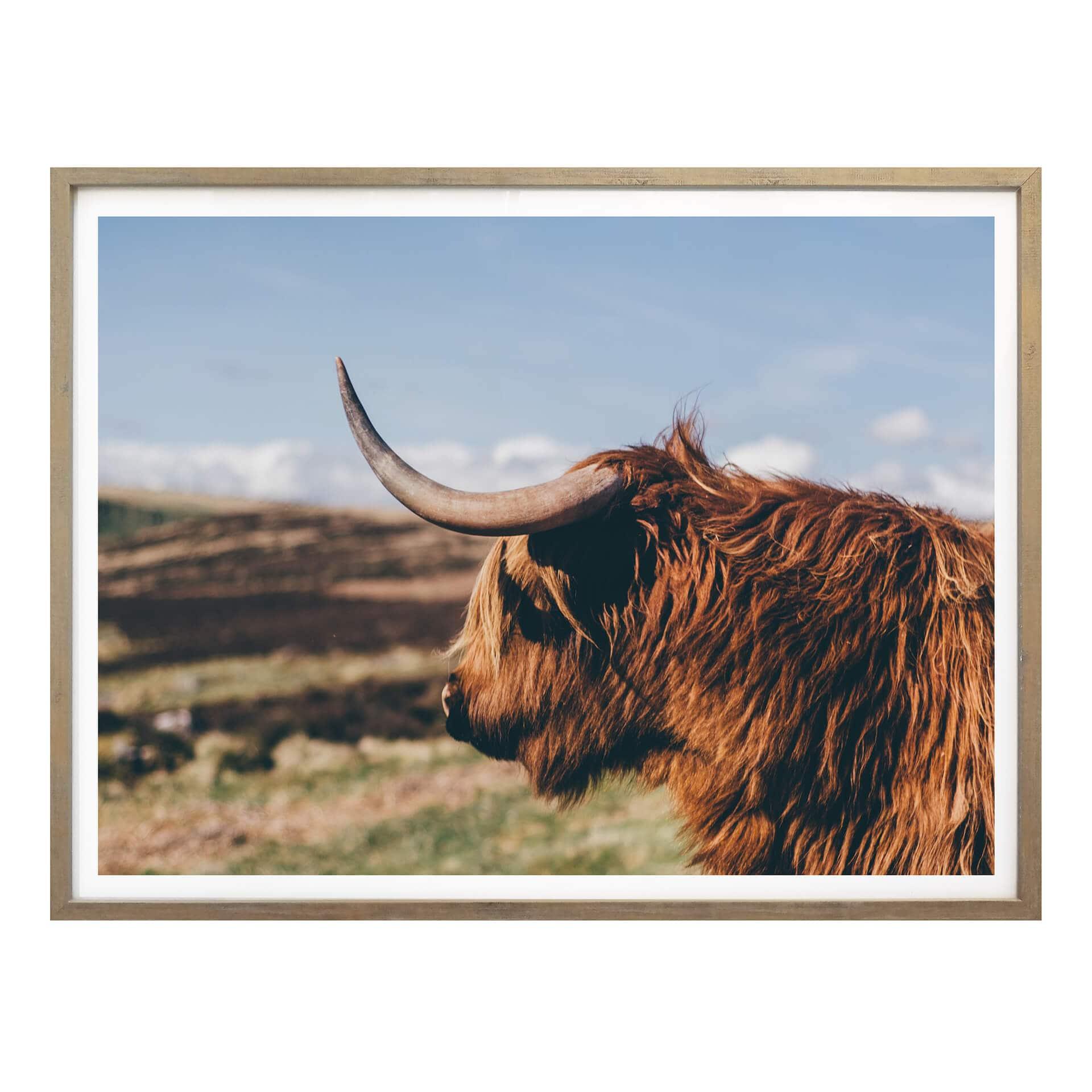 Póster - Highland Cow 02