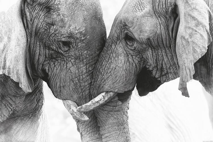 Plakat Elephant - Touch, plakat (120 x 80 cm)