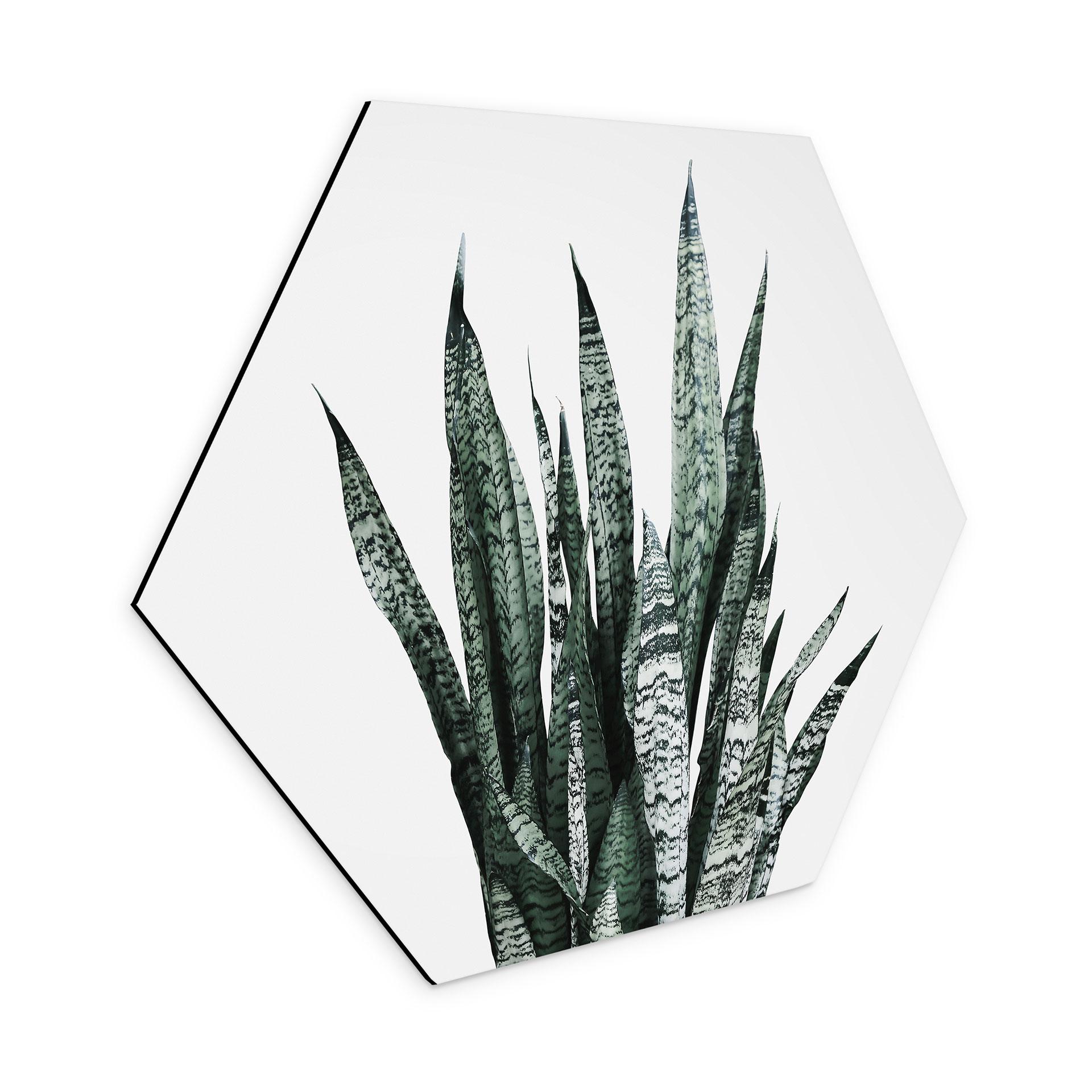 Hexagon Dibond Plante - Sisi & Seb
