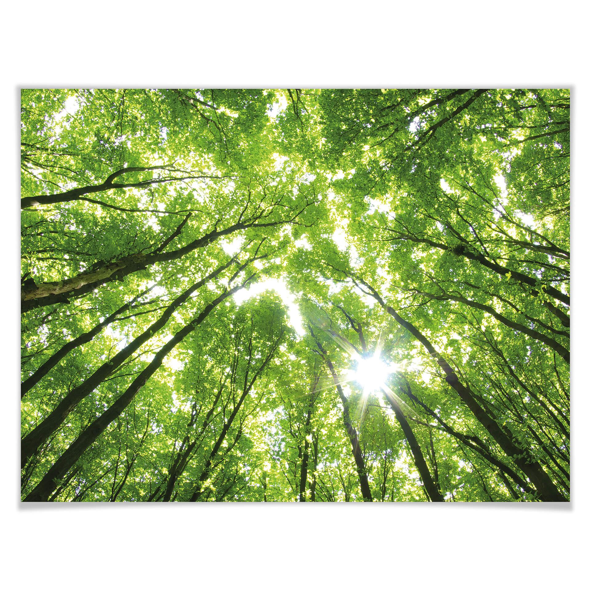 Póster Copas de los árboles en el bosque