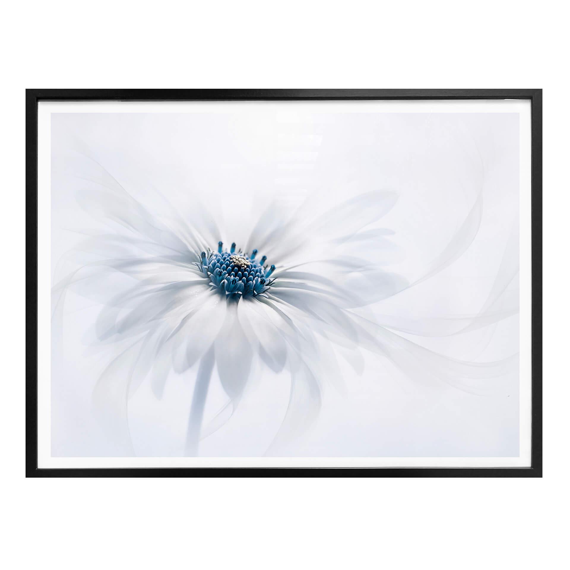 Plakat - Parker - Frozen Flower