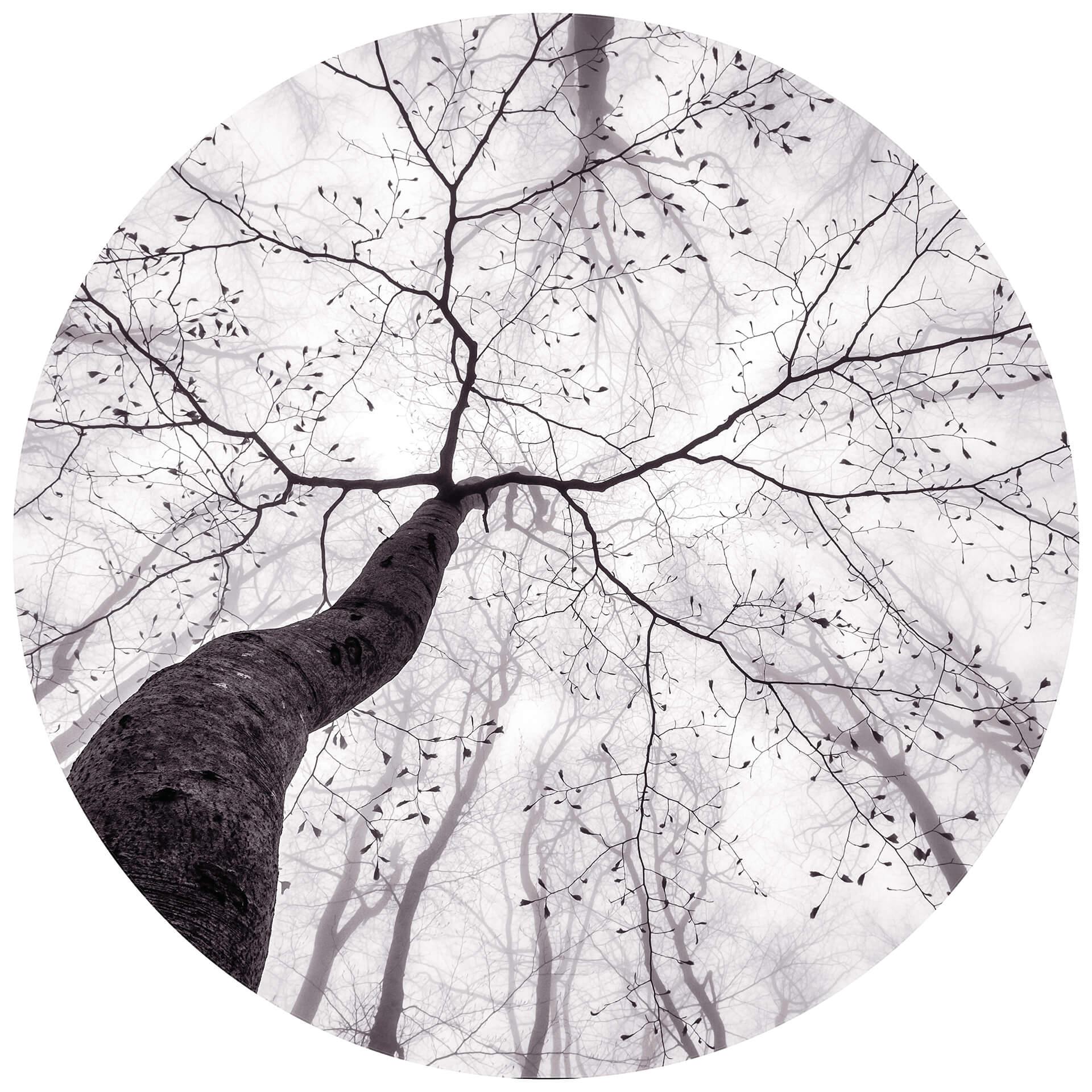 Behangcirkel - Pavlasek - Een blik in de bomen - vliesbehang/zelfklevend vliesbehang