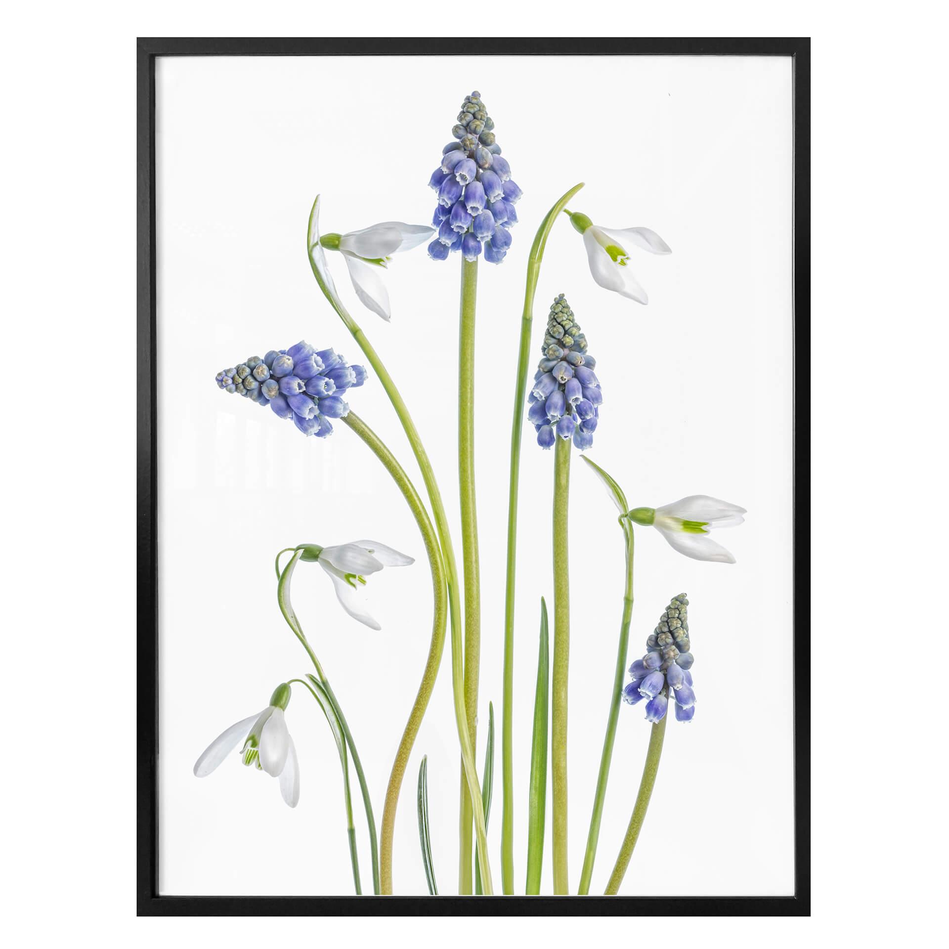 Plakat - Disher - Forårsblomster