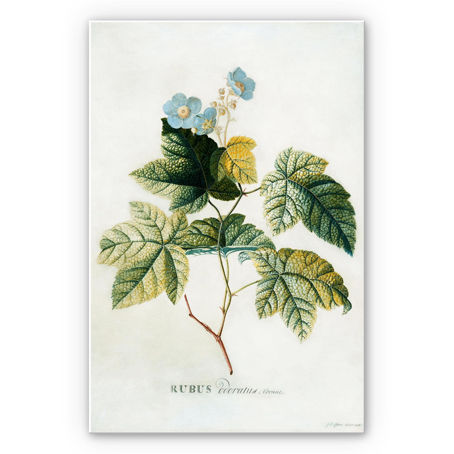Tableau Forex - Ehret - Rubus