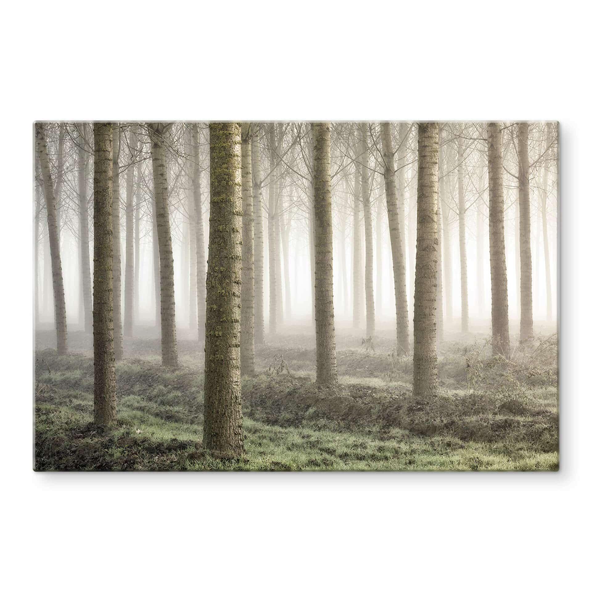 Tableau sur verre Carozzi - Forêt de conte de fées dans la brume matinale