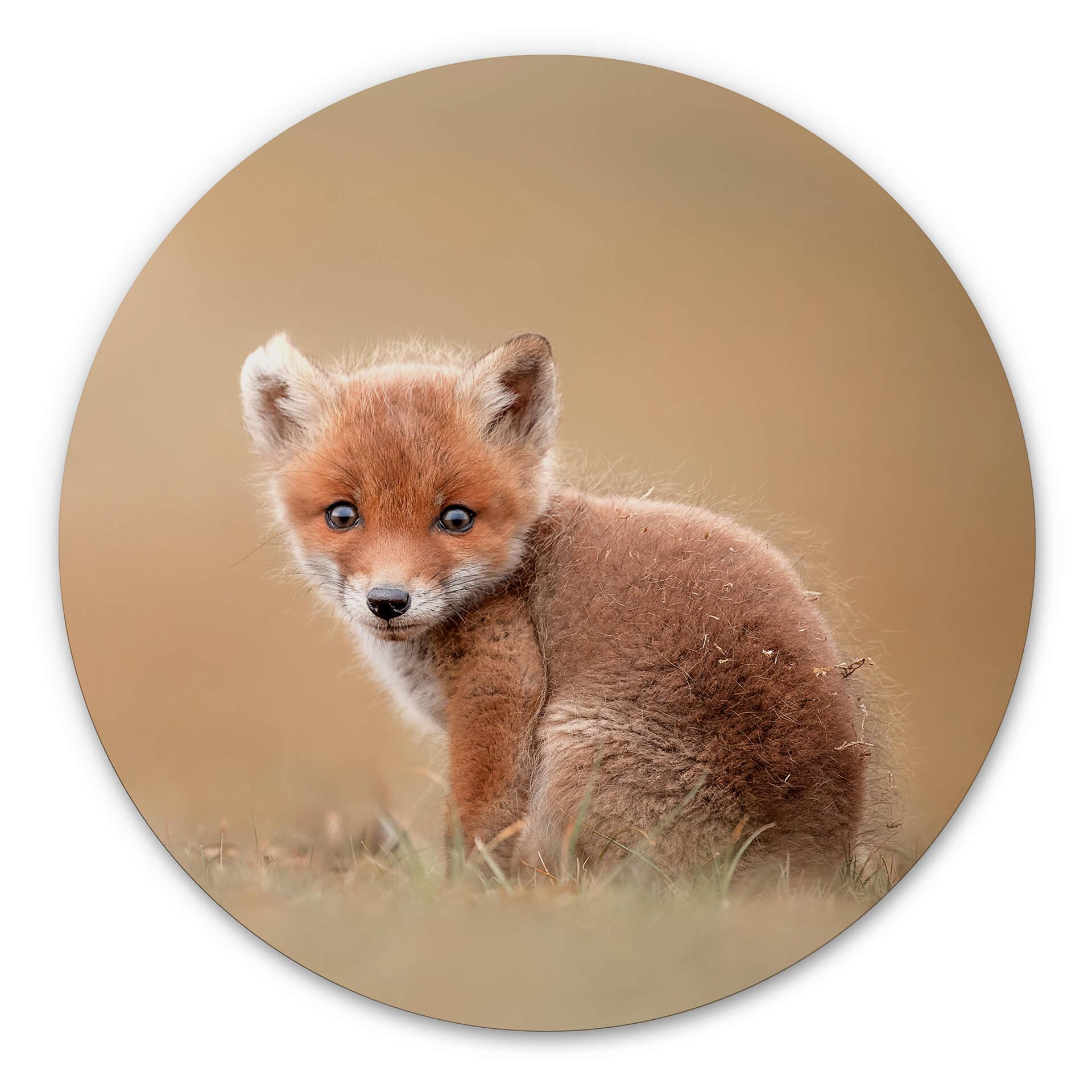 Wandcirkel van Duijn - Baby Fox