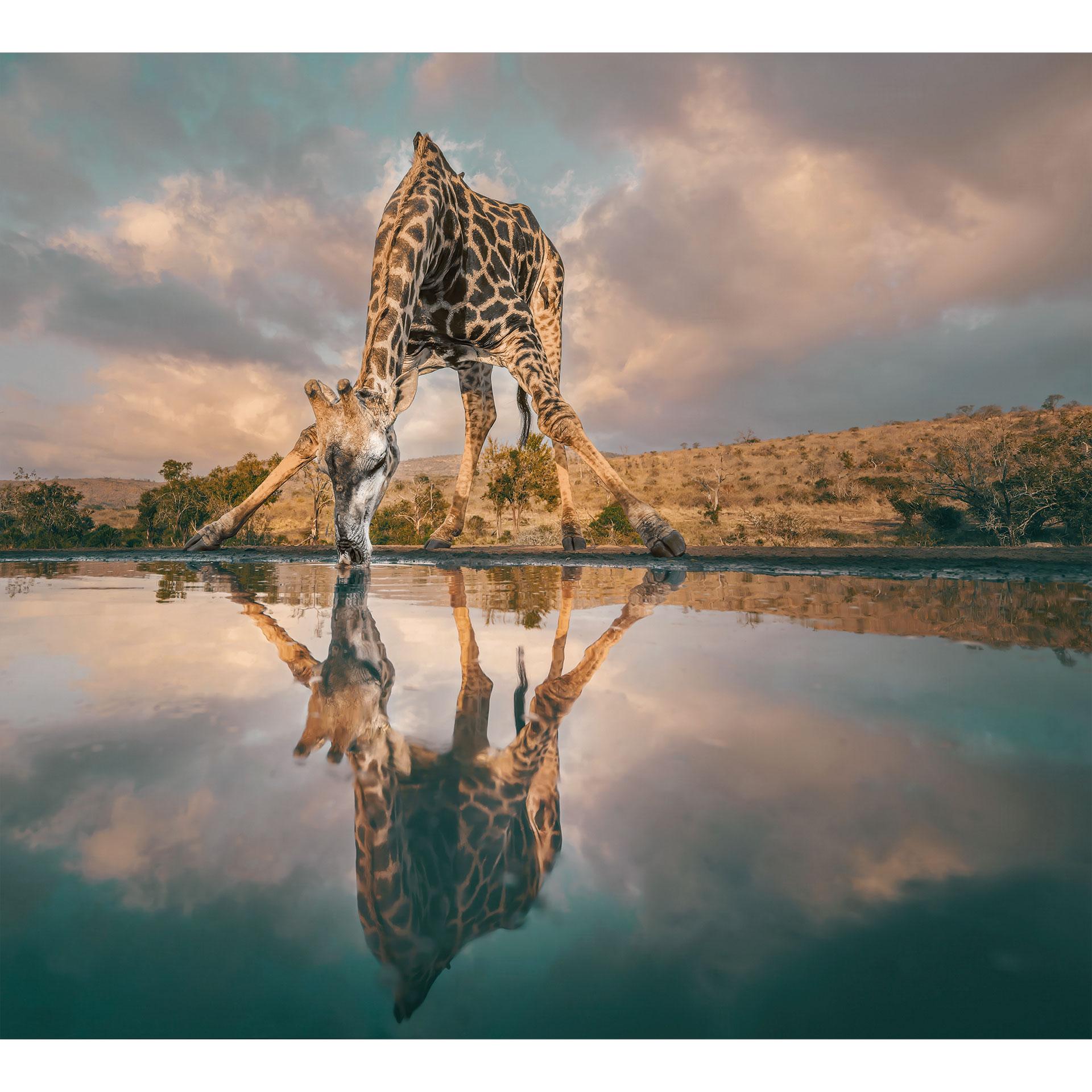 Spiegeling van een giraffe in de wildernis | Afrika wallpaper - Amtmann