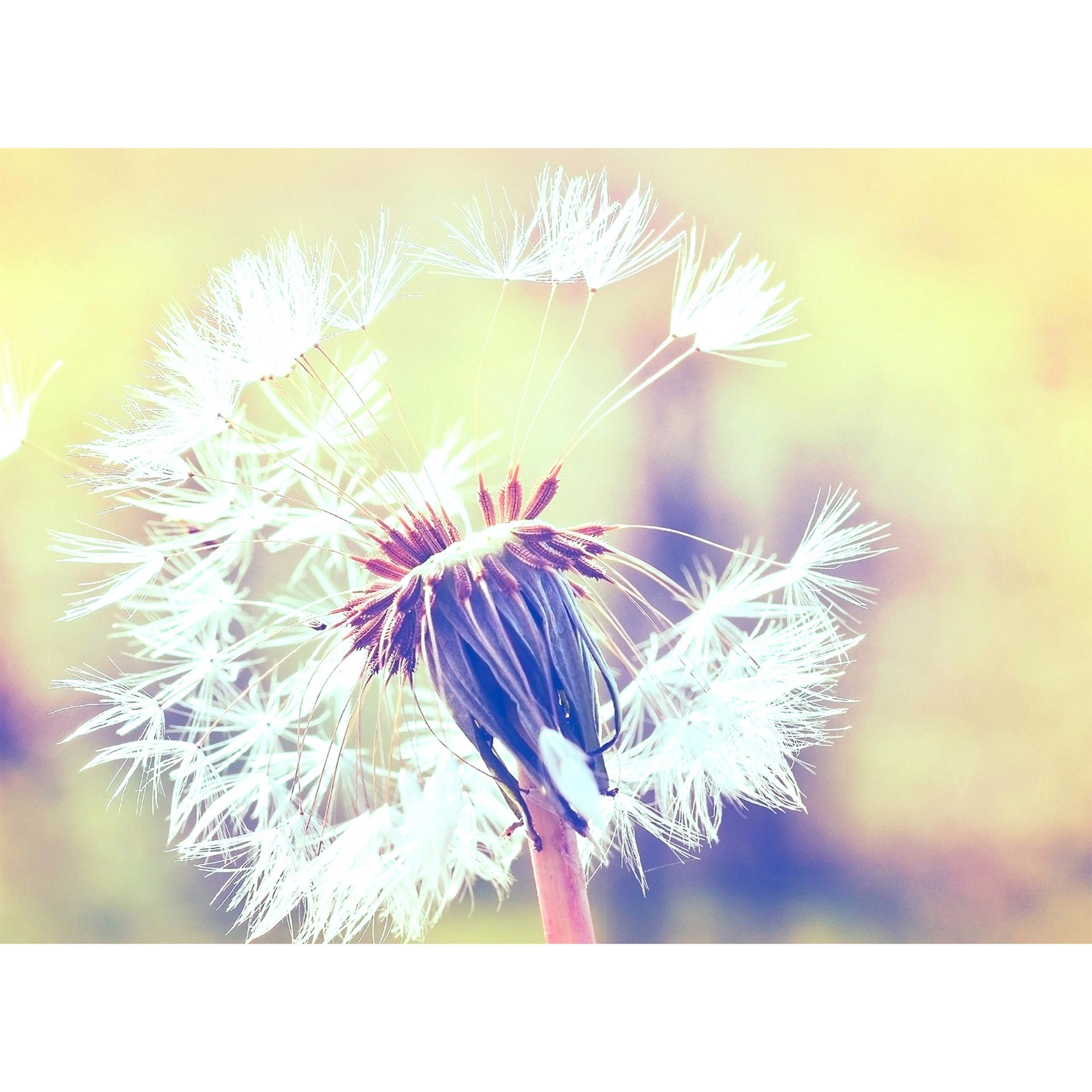Livingwalls papier peint photo Designwalls Dandelion