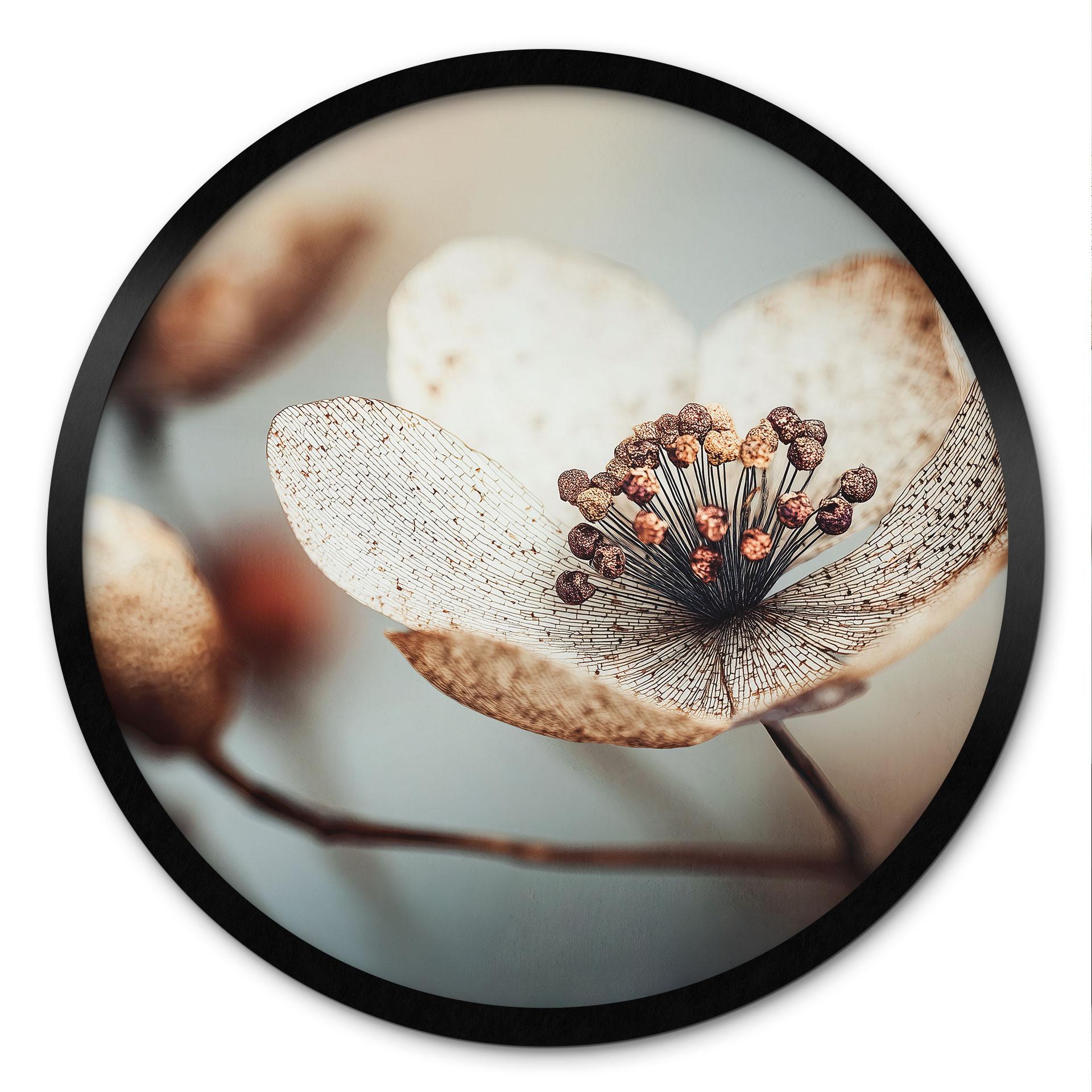 Plakat Boho tørret blomst makro - Treechild - Rund