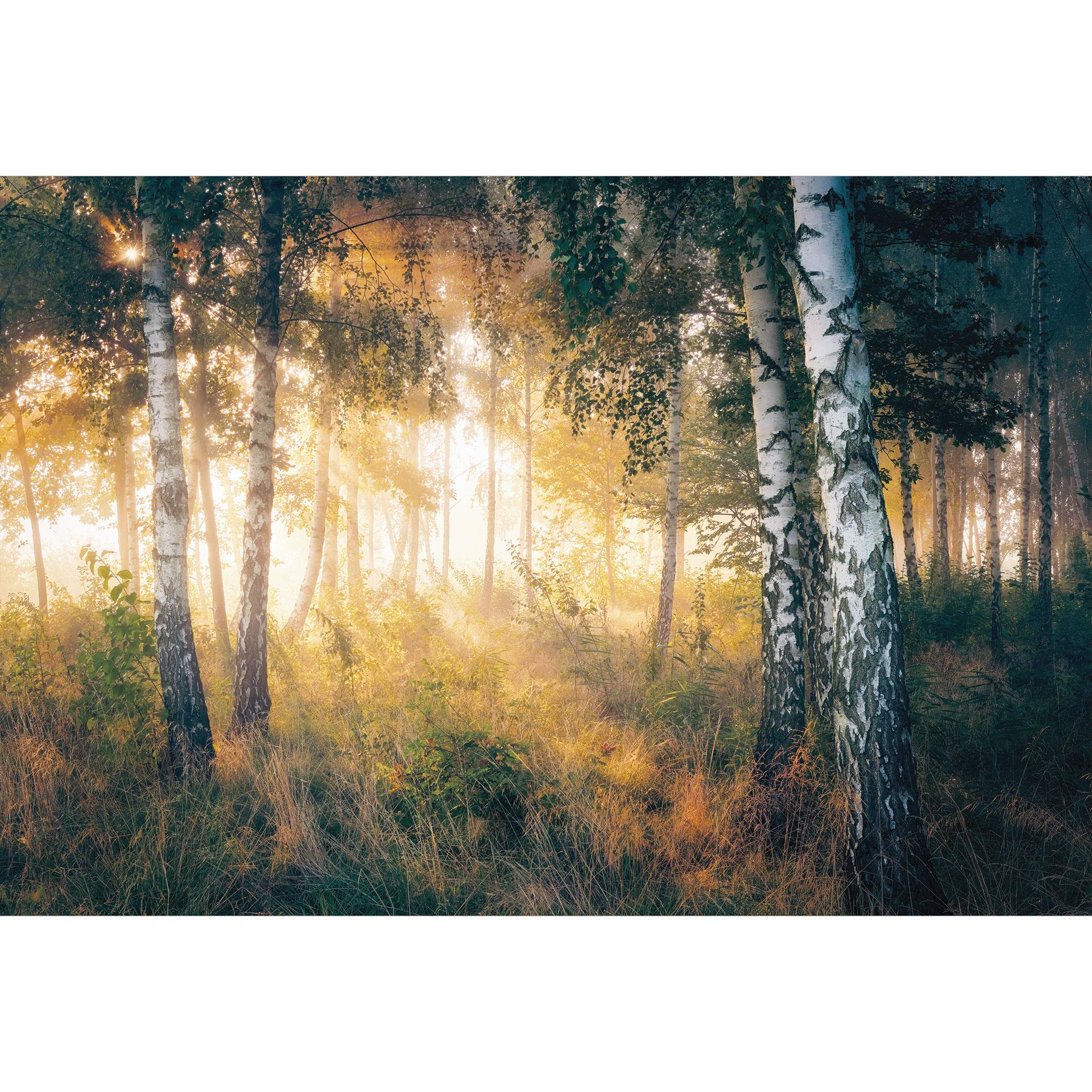Fotobehang Zonneschijn in het berkenbos - Bosbehang - Kado