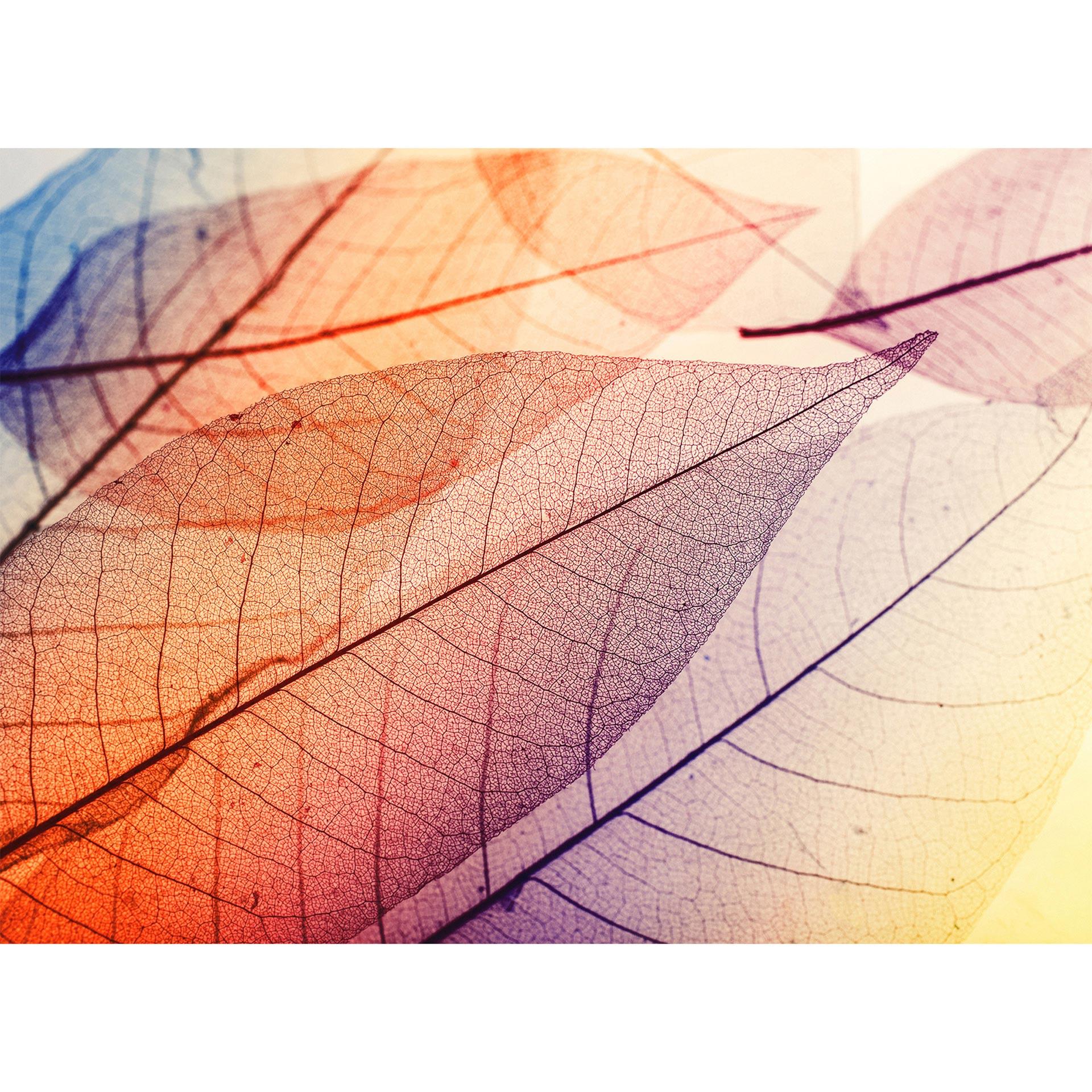 Livingwalls Fotobehang Designwalls Limpid Leaf