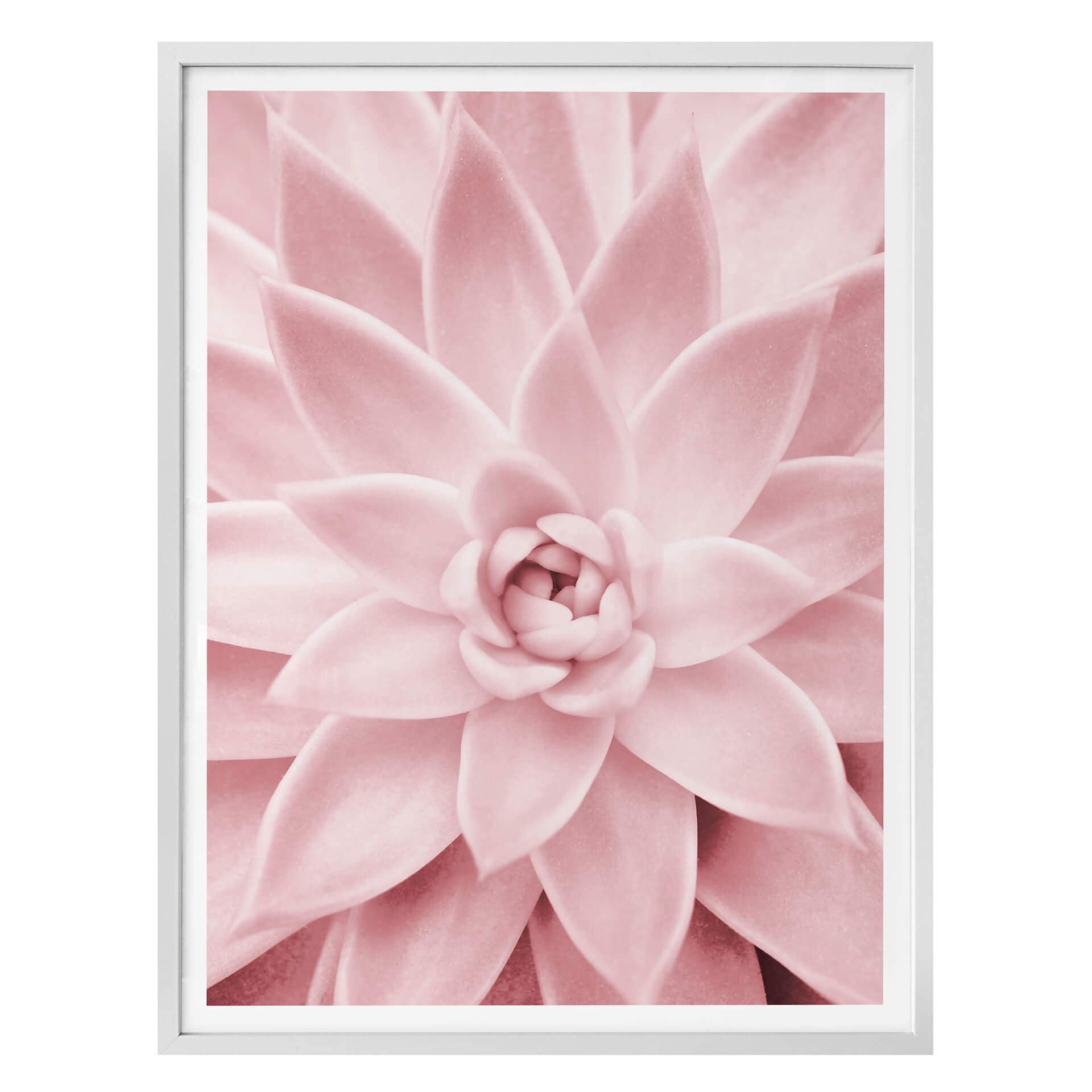 Plakat - Sisi & Seb - Rosa Sukkelent