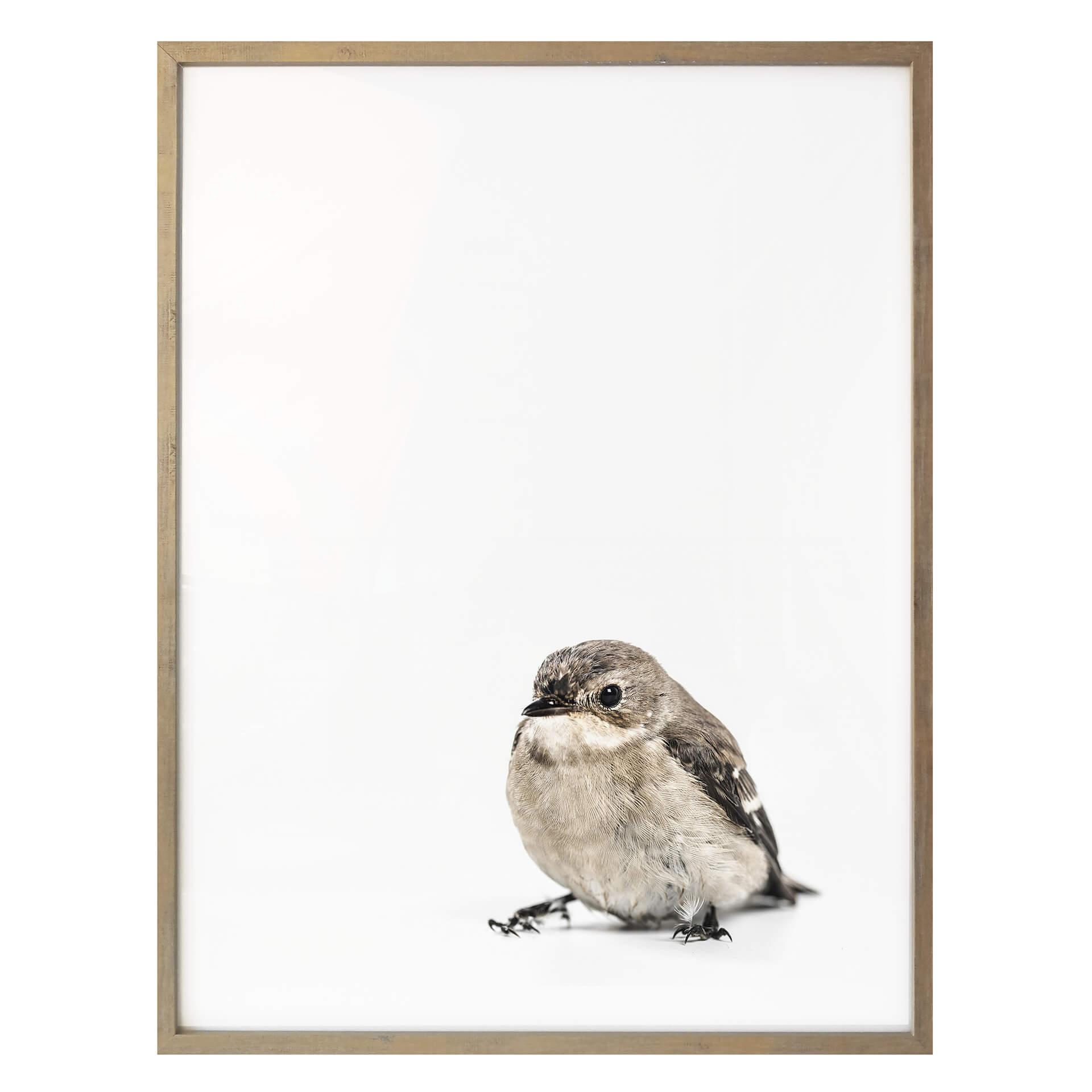 Poster Little Bird