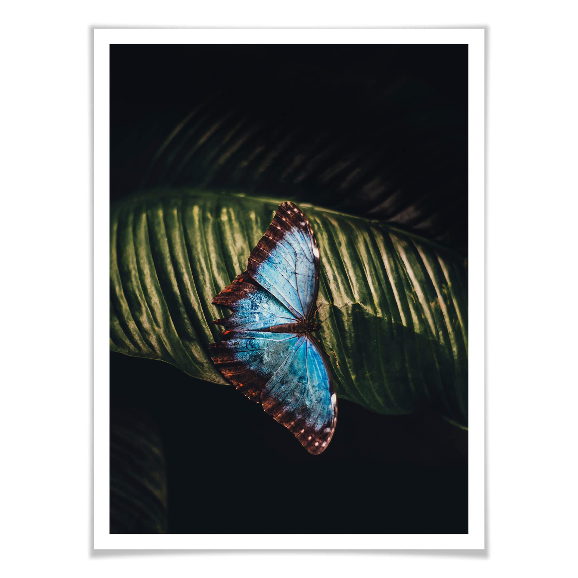Plakat niebieski motyl