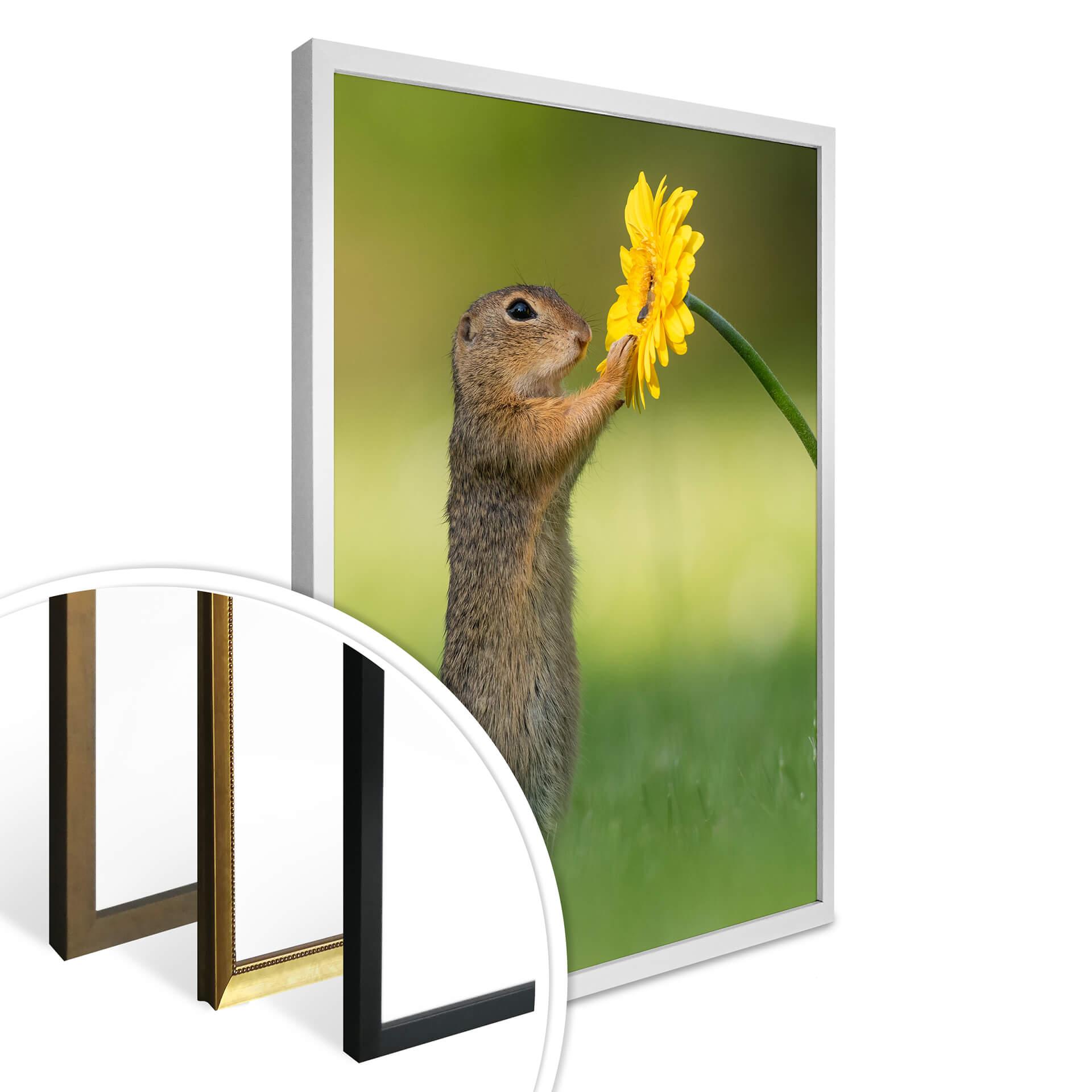 Plakater van Duijn - Egern med blomst