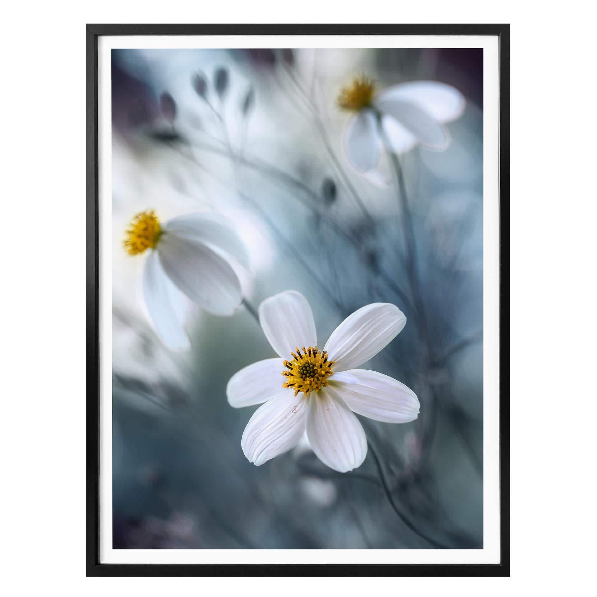 Poster Disher - Den vita blomman