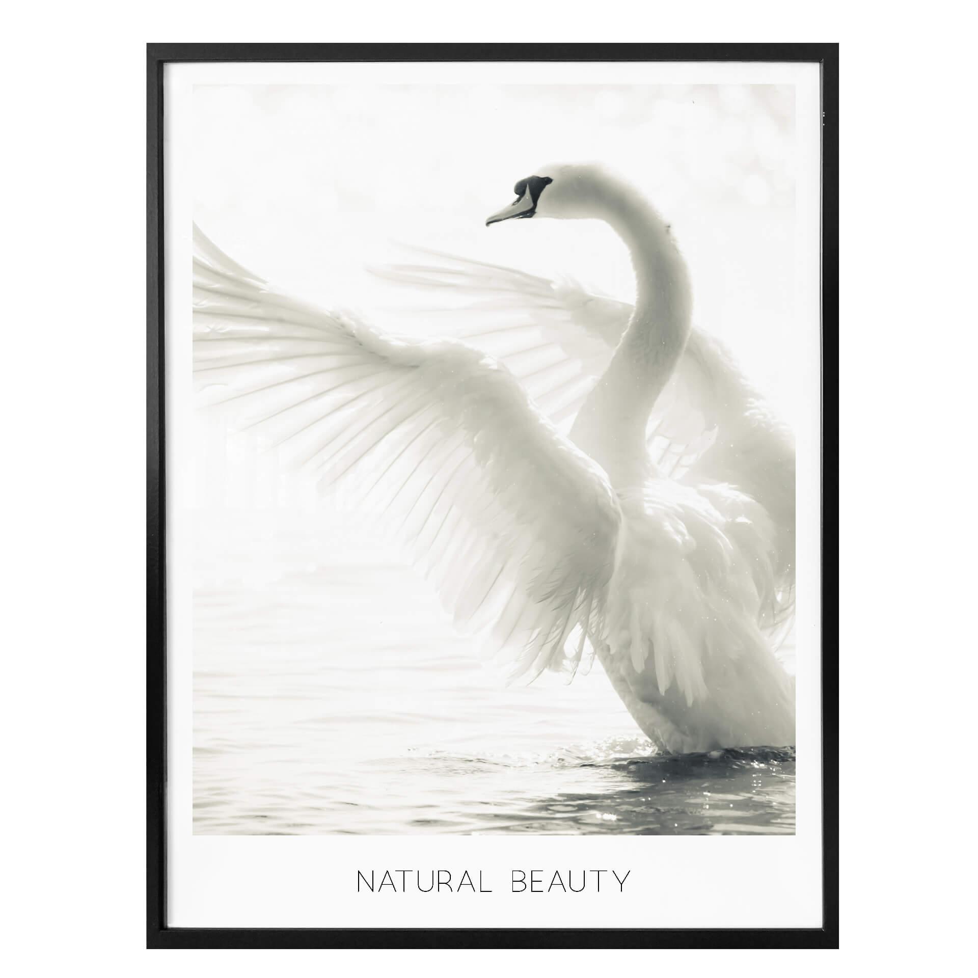 Plakat - Majestætisk Svane - Natural Beauty