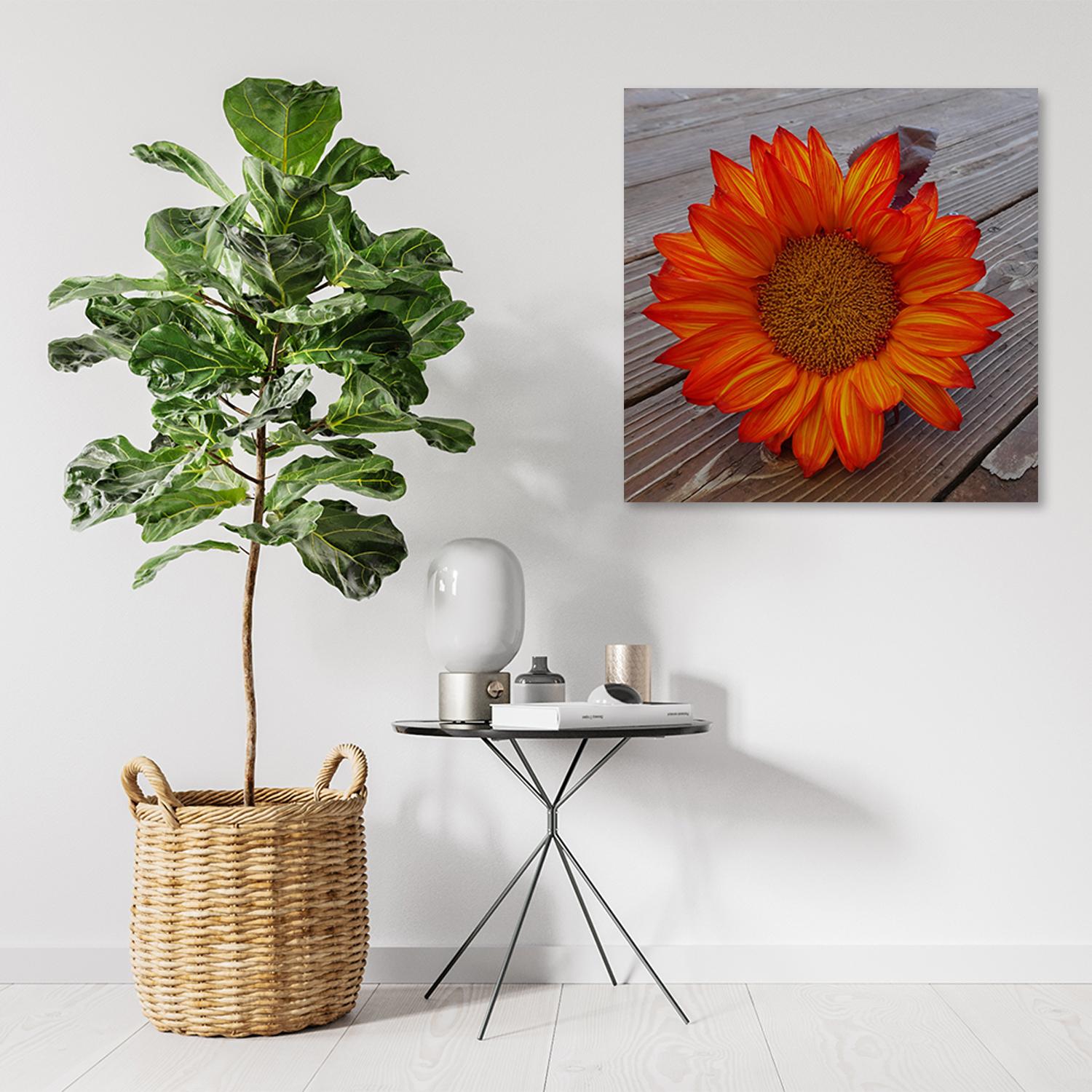 Canvasbillede, orange solsikke