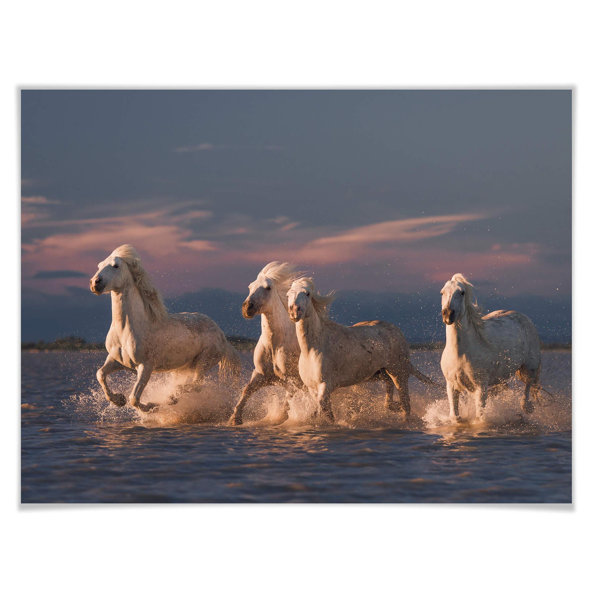Plakat Rostowski - Anioły Camargue