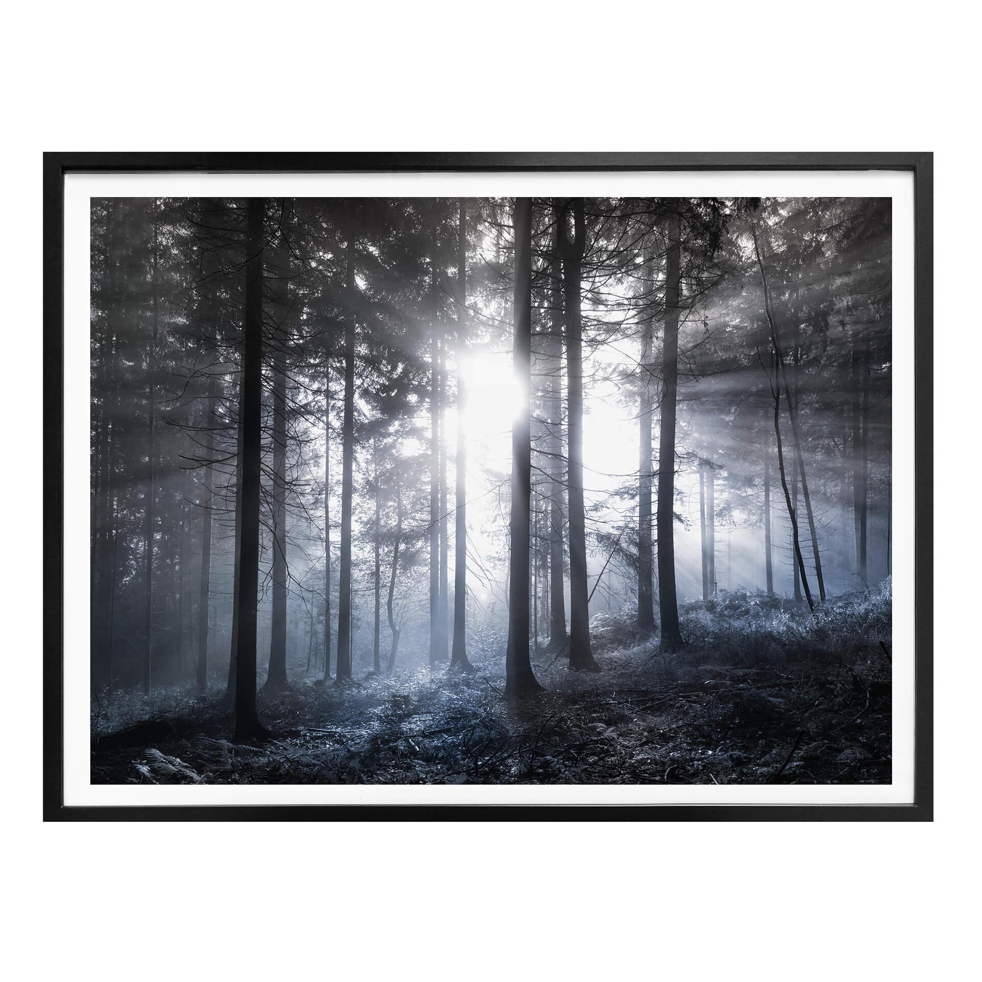 Plakat - Solstråler i skoven