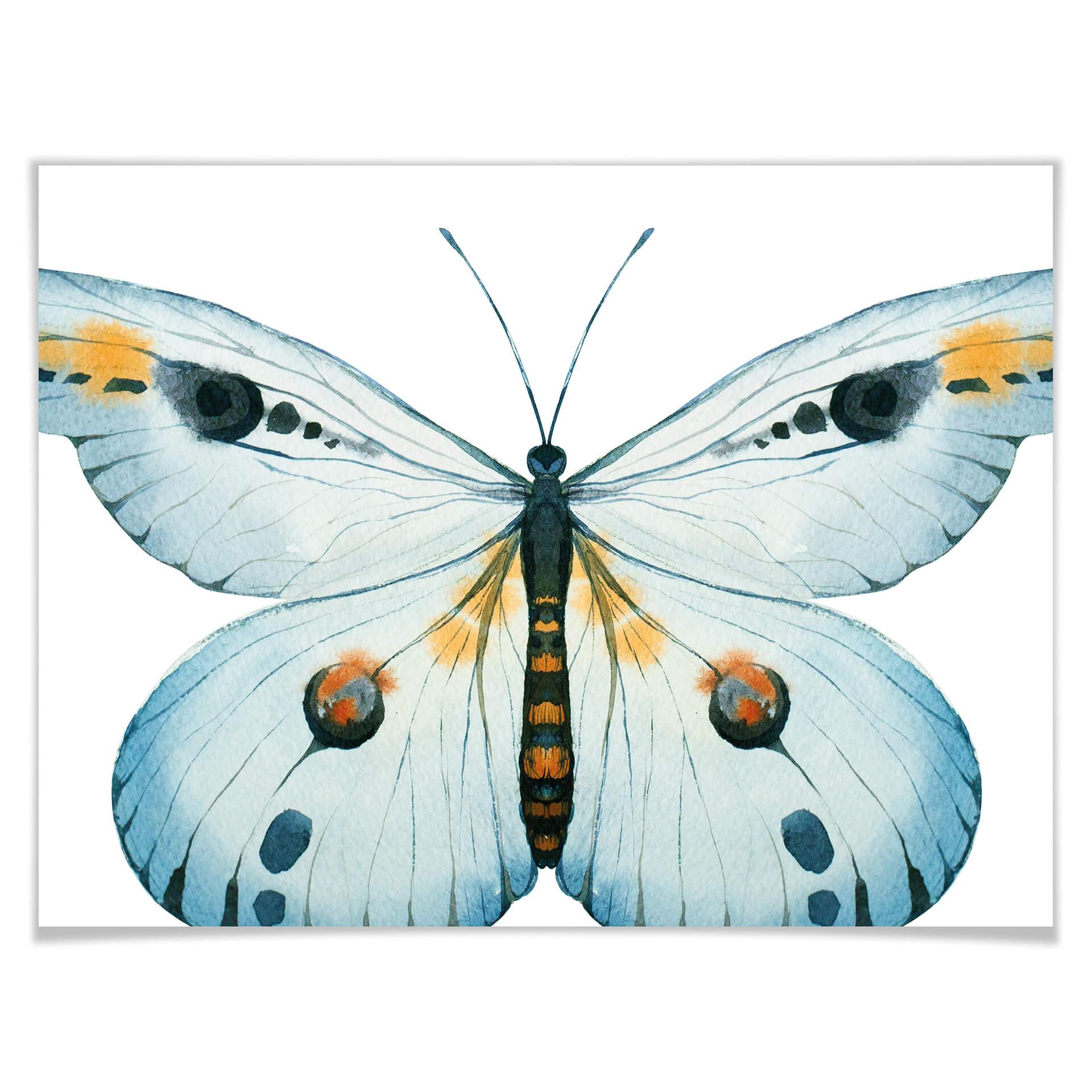 Plakat Kvilis - Butterfly 03