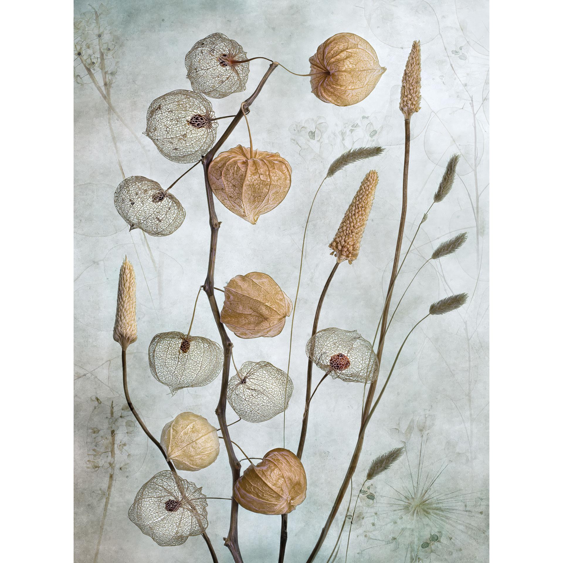 Fotobehang Gedroogde lampionbloemen - Disher