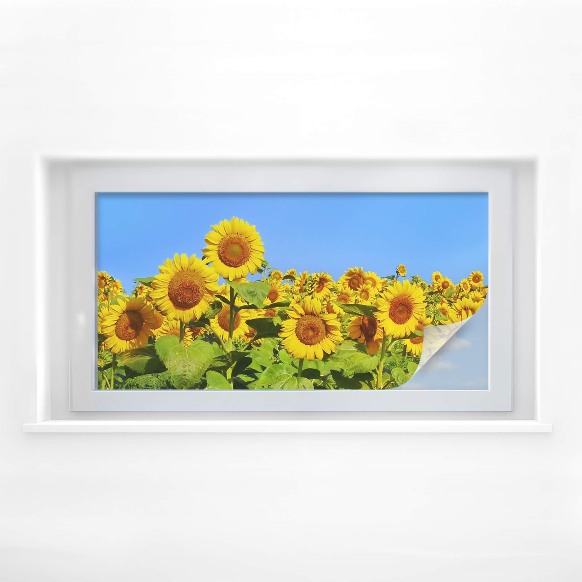 Película de privacidad para campos de girasoles - Panorama