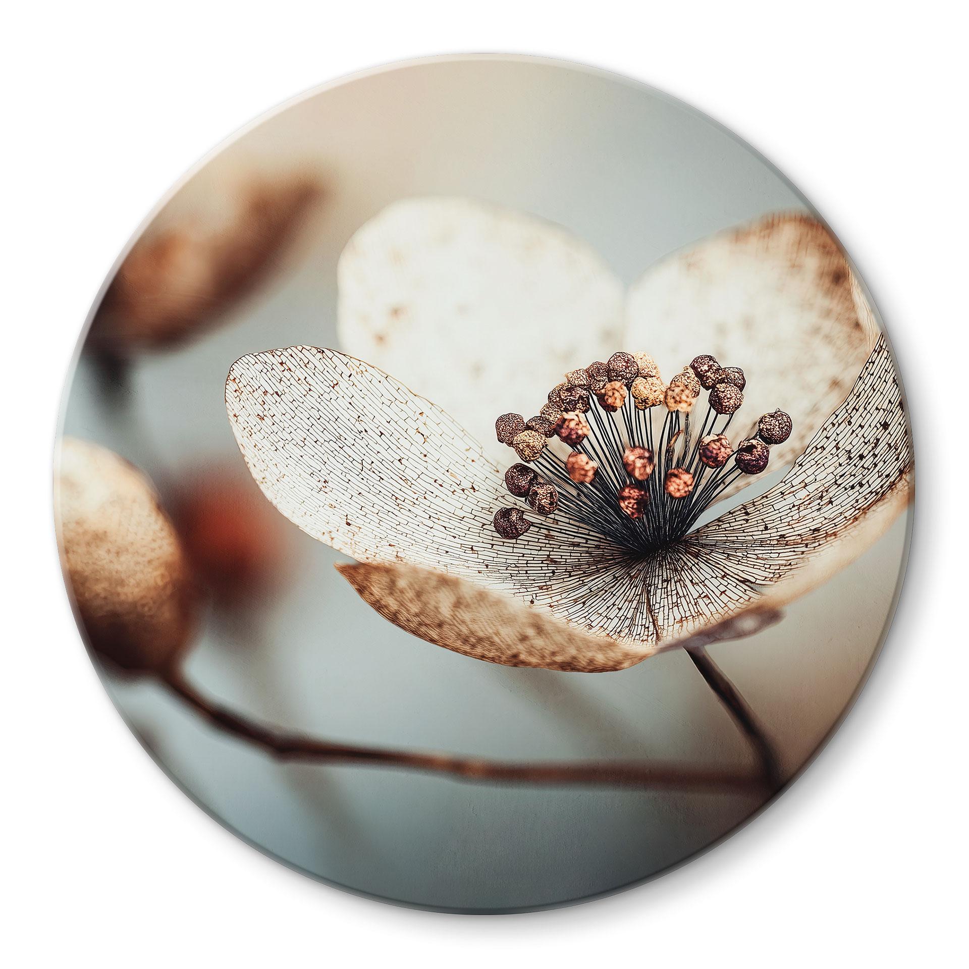 Glasbillede - Boho tørret blomst makro | Blomster fotokunst - Treechild - Rund