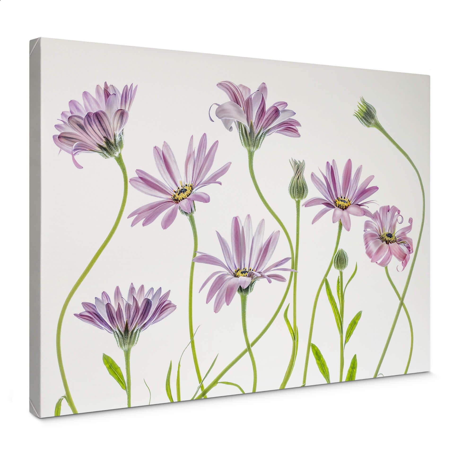 Canvasbillede - Disher - Daisy
