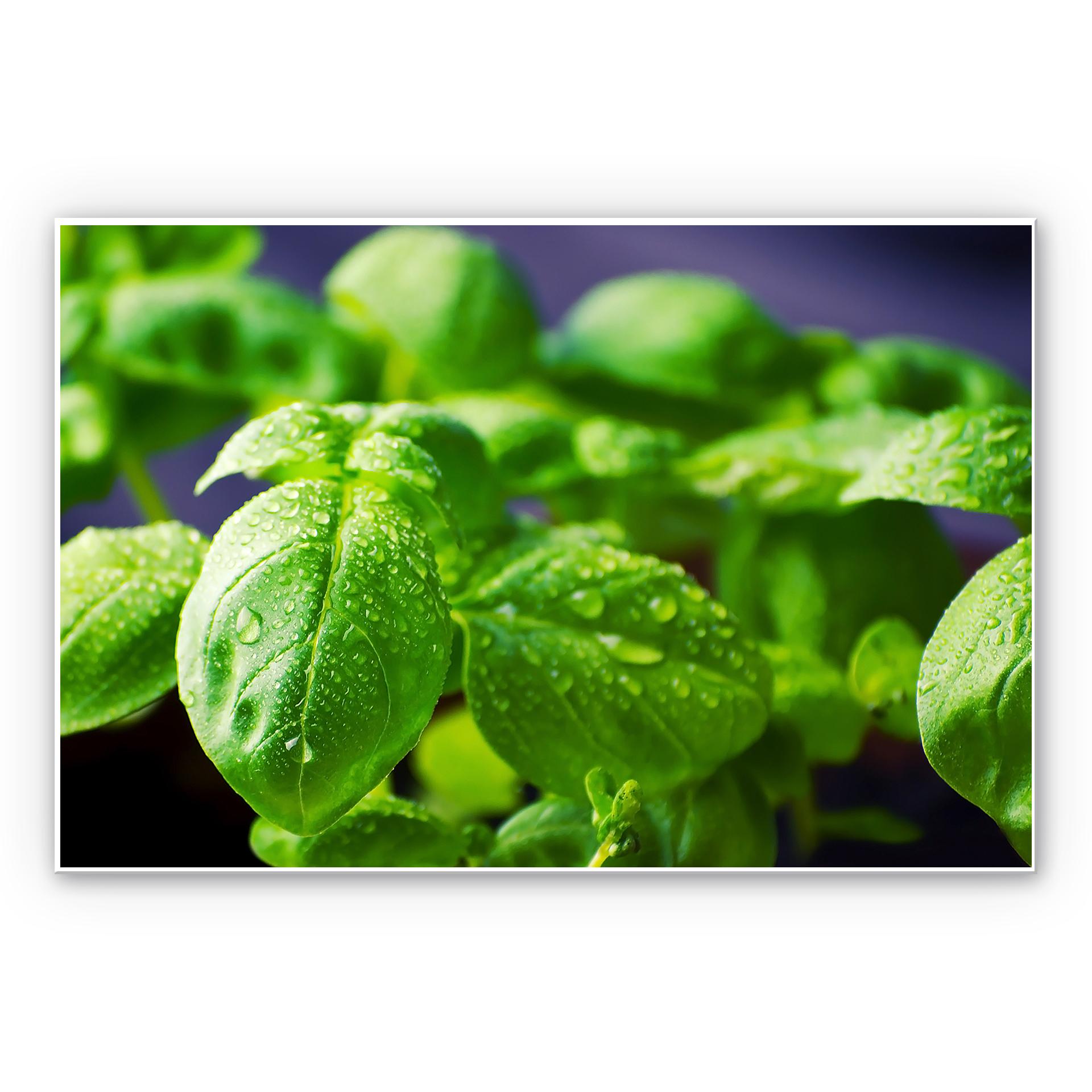 Tableau Forex - Basilic frais