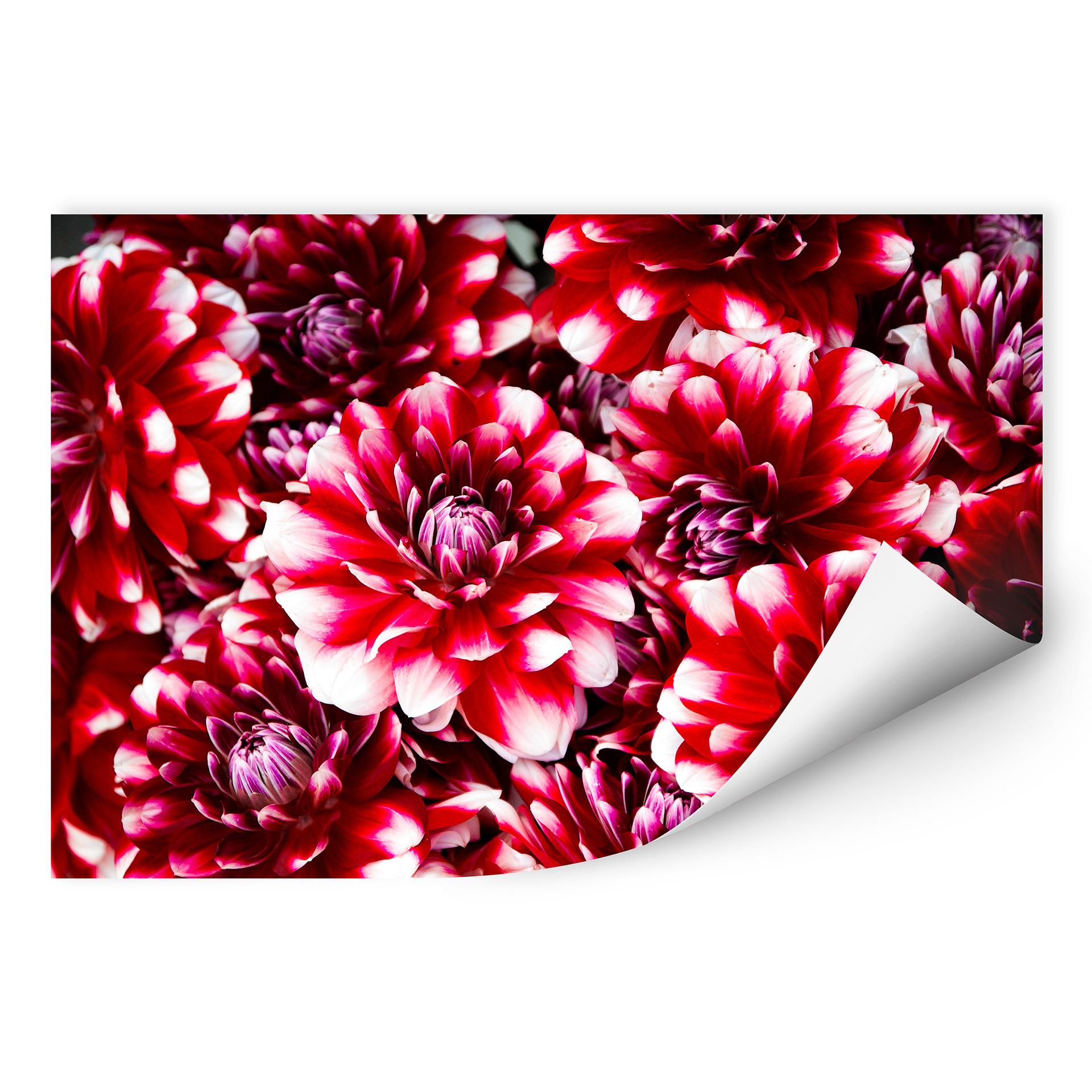 Wallprint Rote Blütenpracht