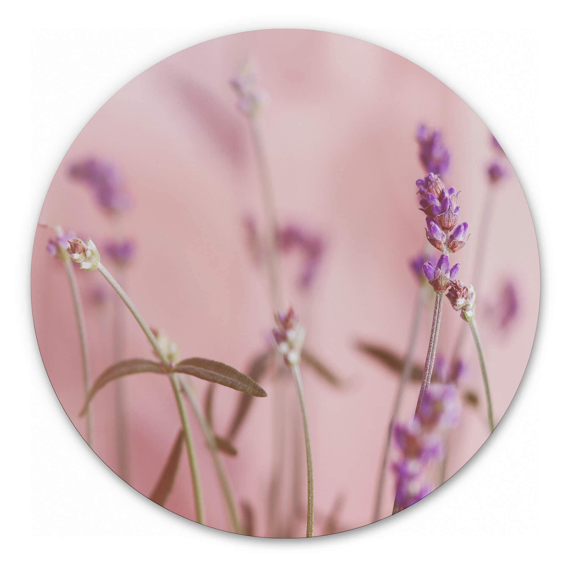 Tableau sur alu-Dibond rond Lavande délicate