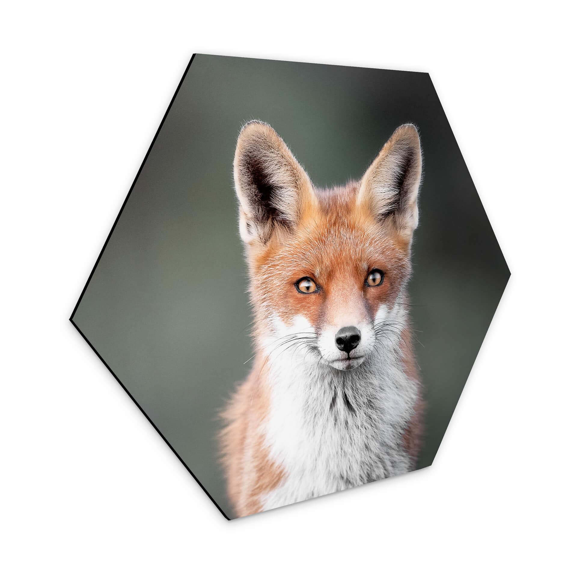 Hexagone - alu-Dibond van Duijn - Yeux de renard