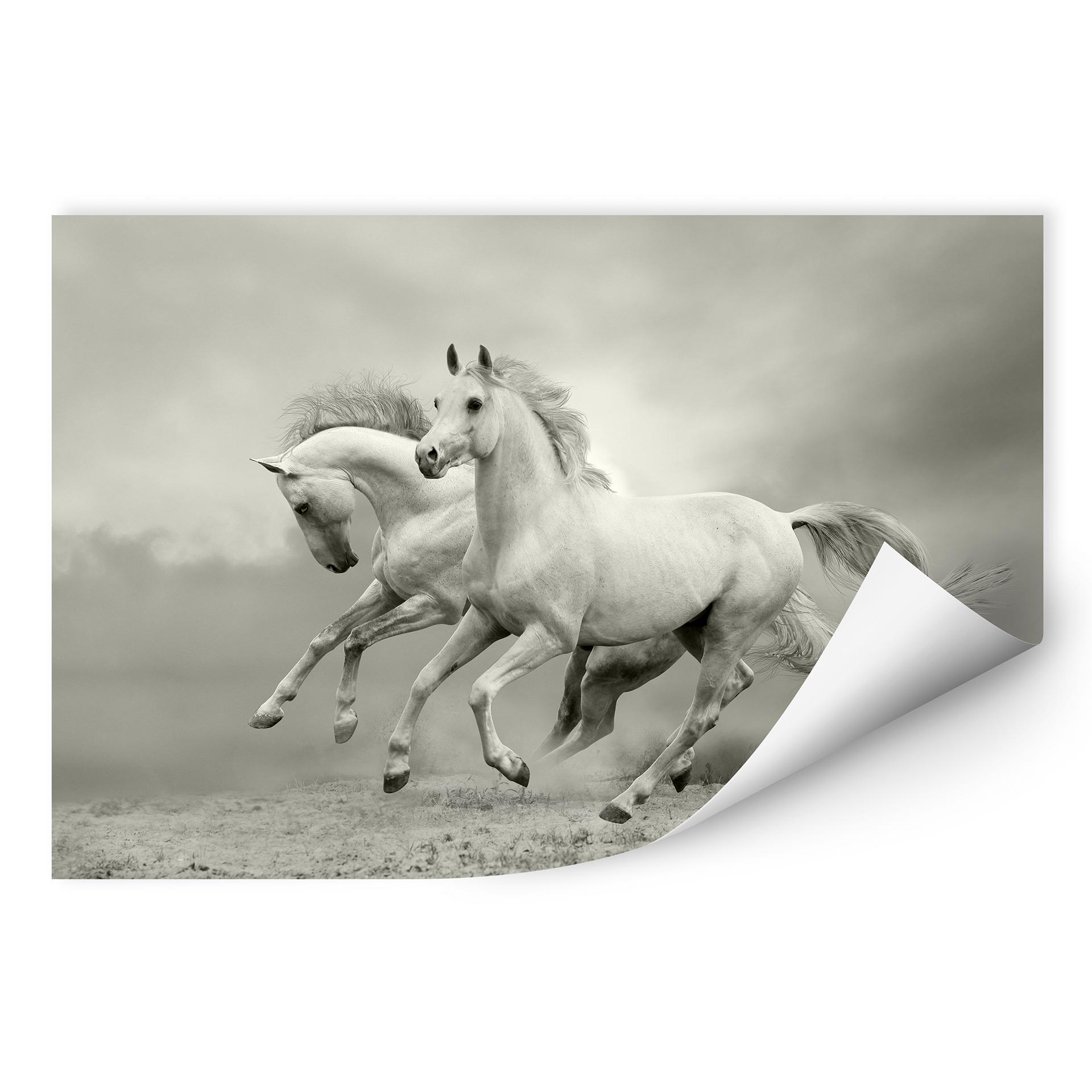 Zelfklevende Poster - Paarden in Galop