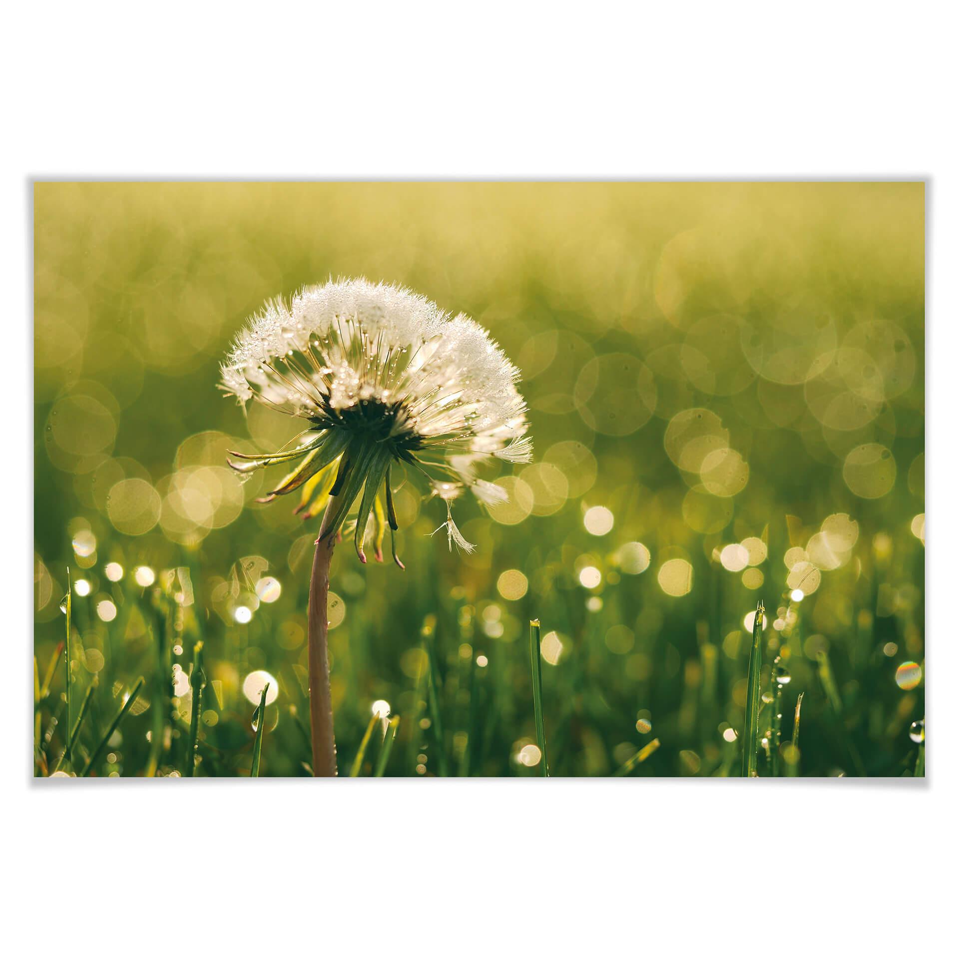 Poster – After Rain