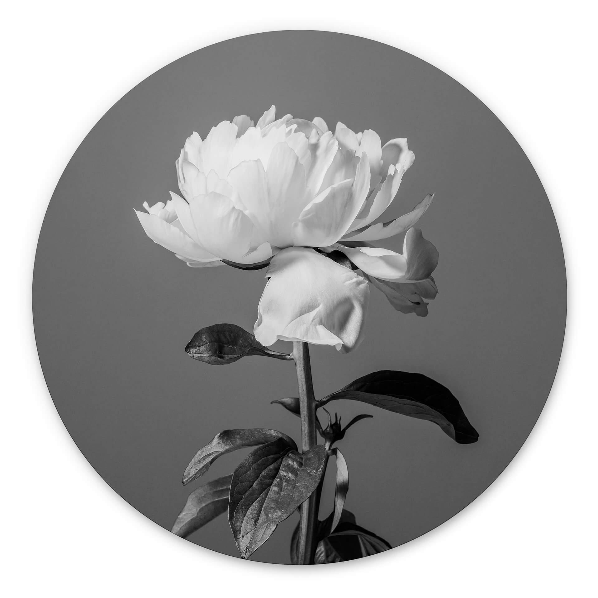 Tableau sur alu-Dibond rond 1X Studio - Pivoine noir et blanc