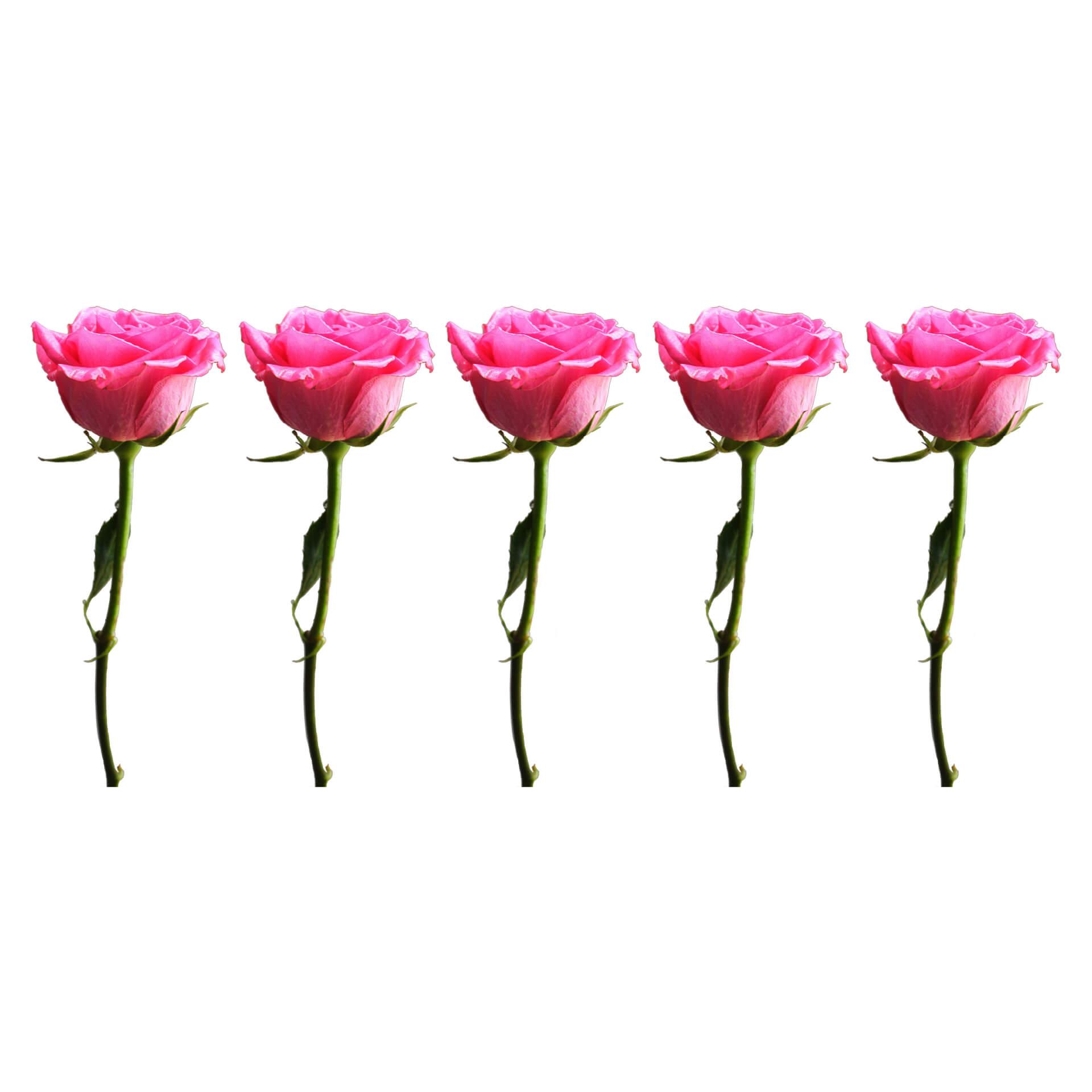 Muursticker Rand met Rozen