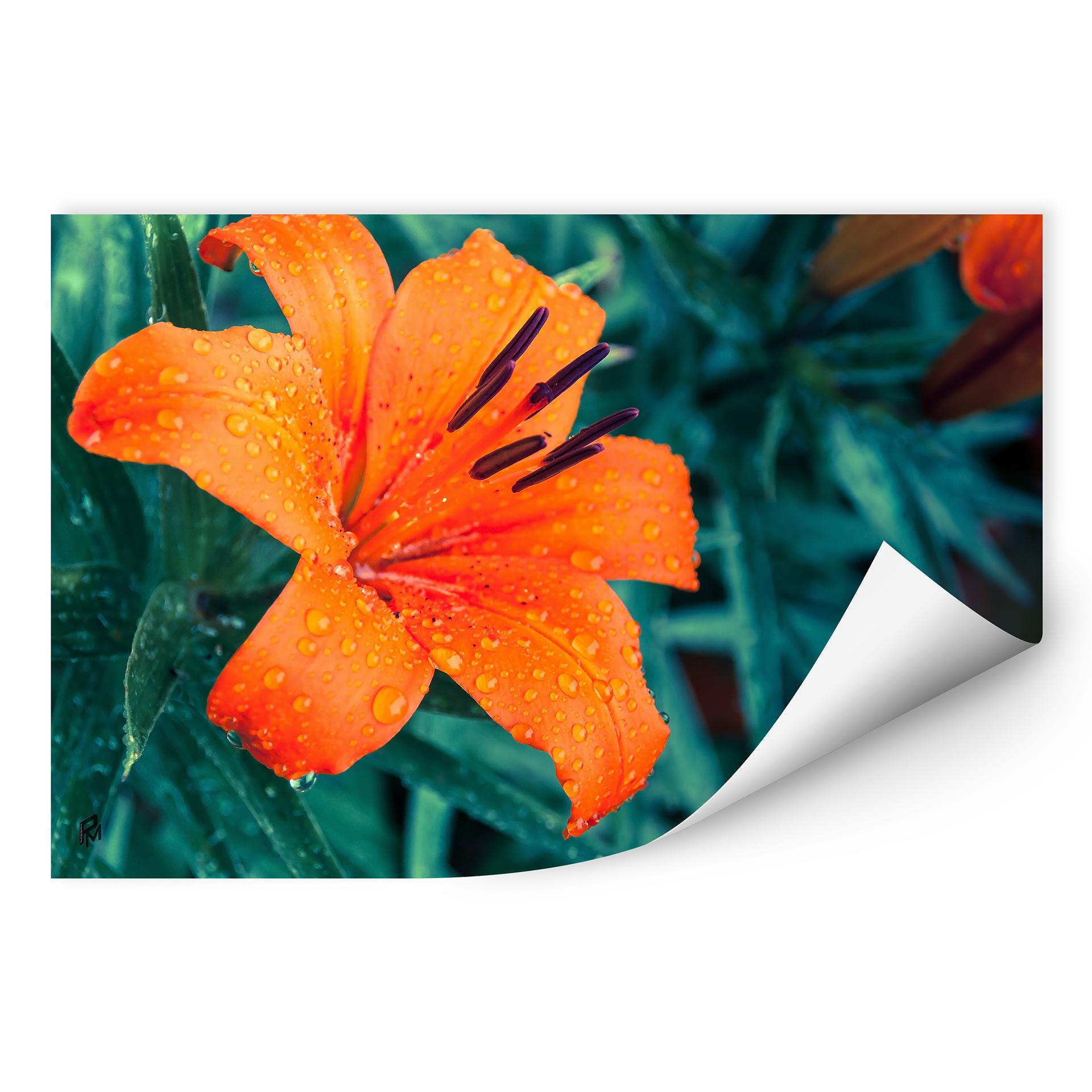 Zelfklevende Poster - Tropical Lily