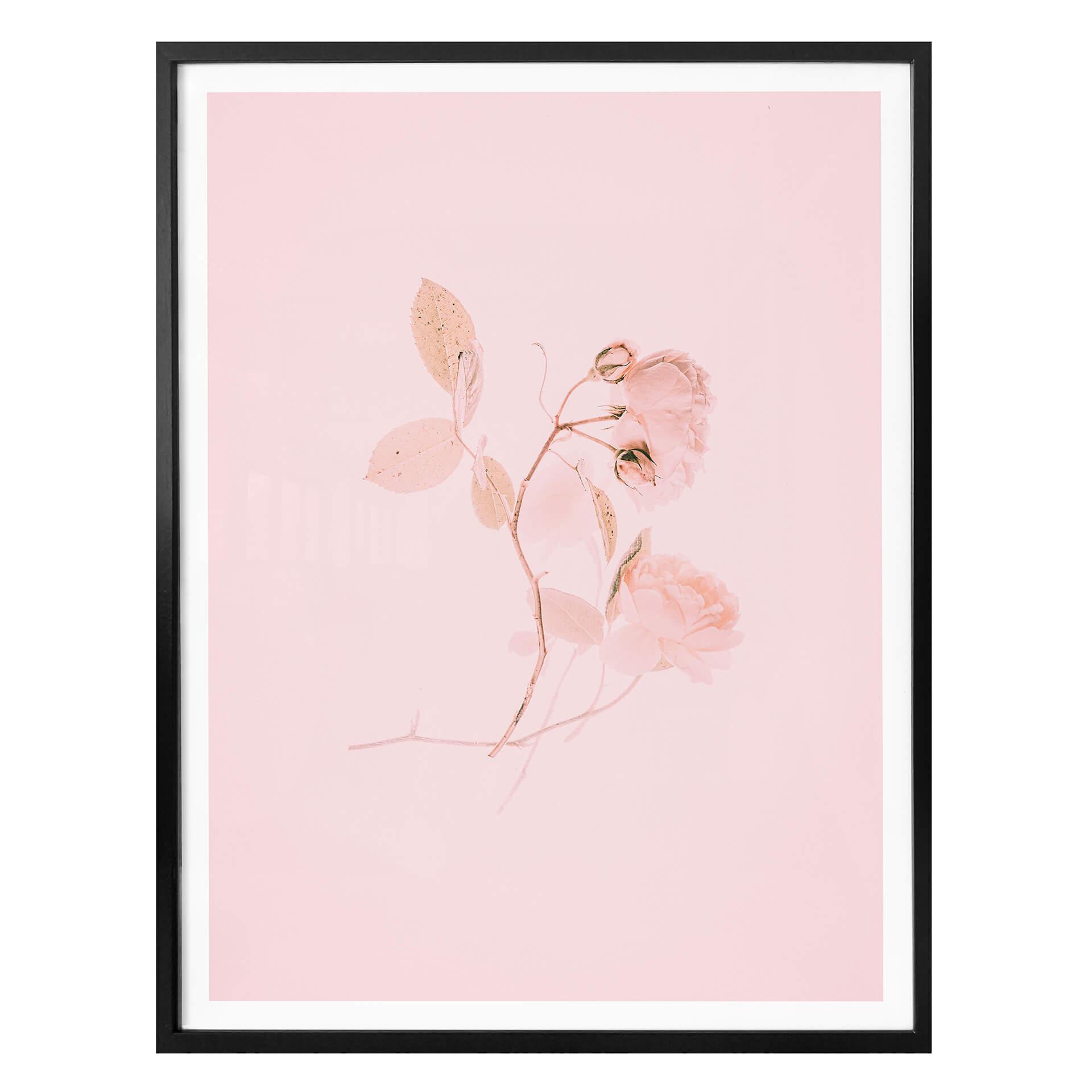 Plakat - Annie - La Vie en rose