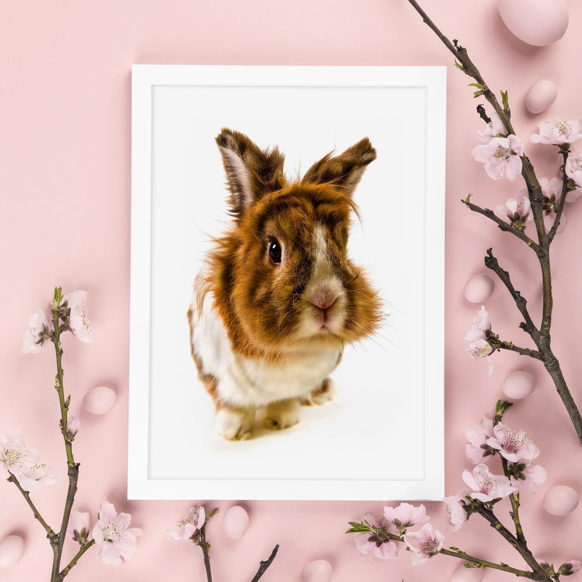 Póster Conejo