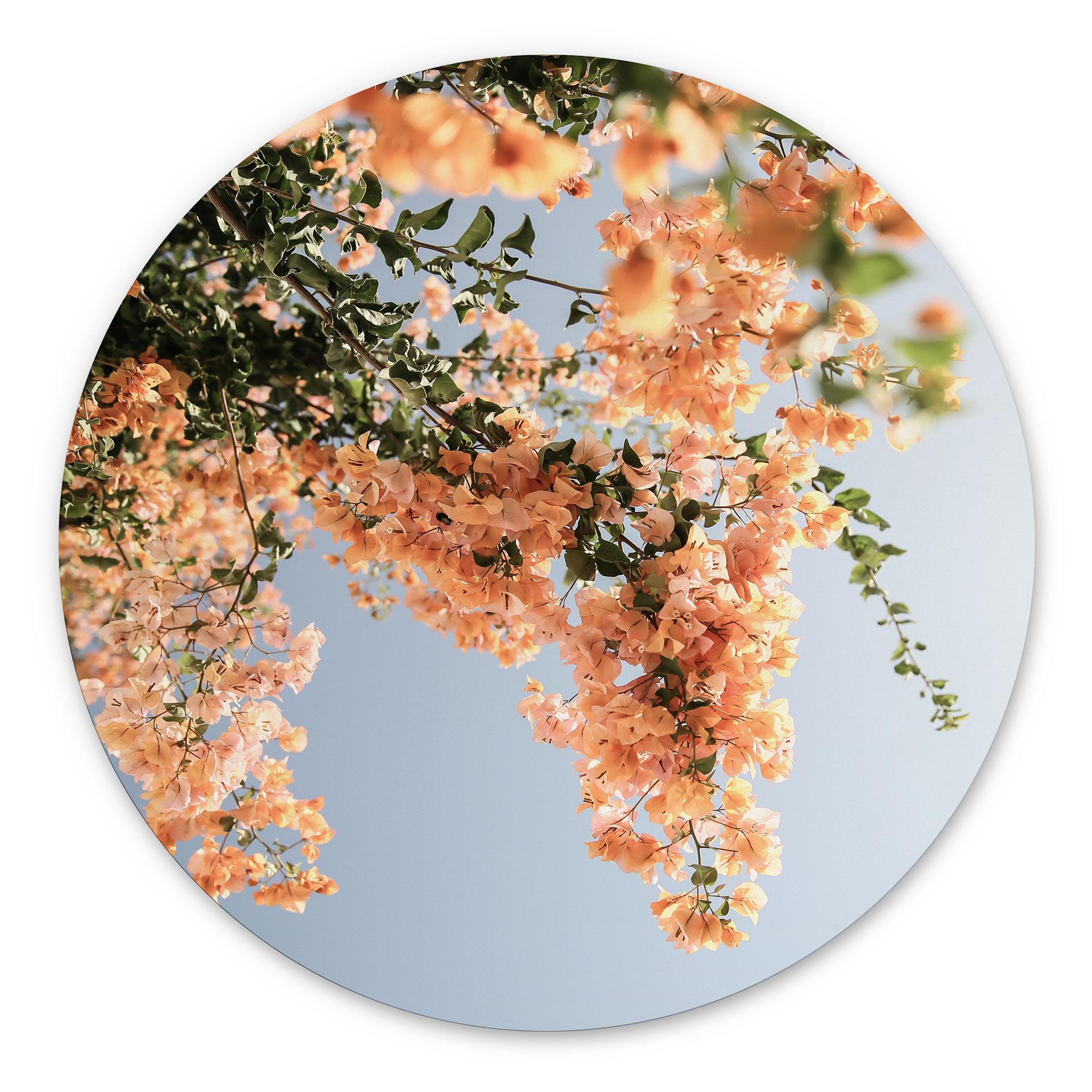 Vægcirkel Ferskenblomster i Assos - Shot by Clint – print på aluminium (Alu-Dibond)